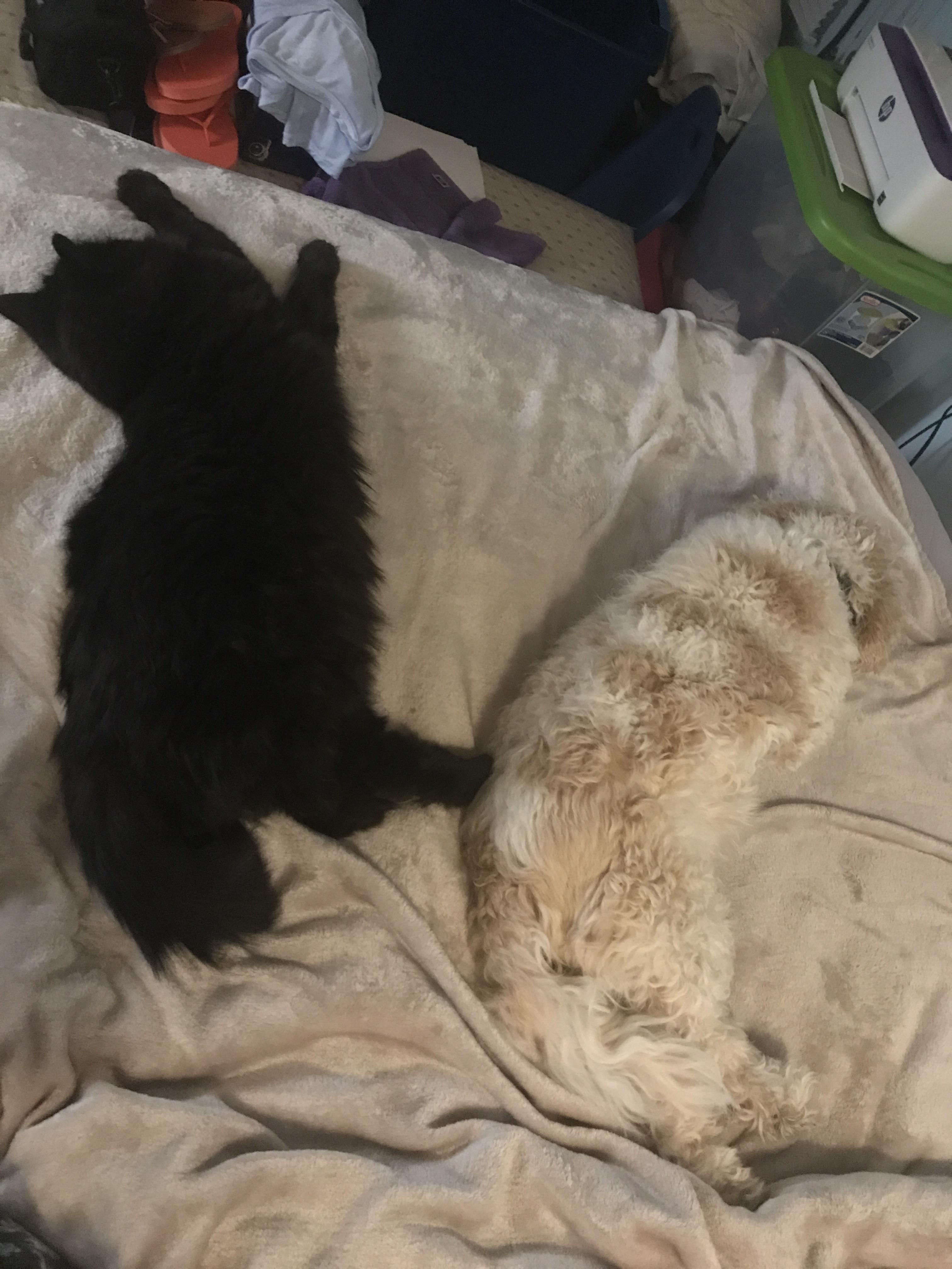 my cat and dog strongly dislike each other but whenever i come home