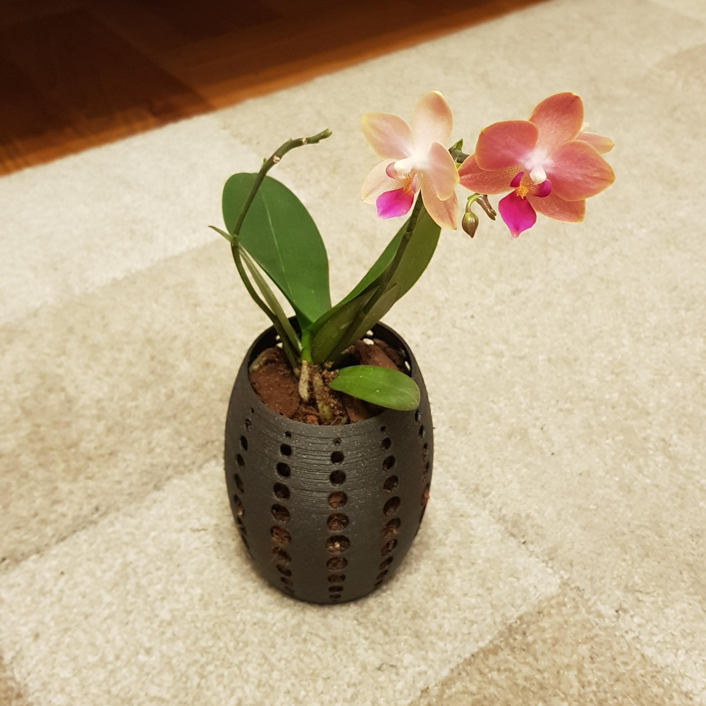I got gifted a 3D printed pot for my dwarf phalaenopsis. Hope she loves