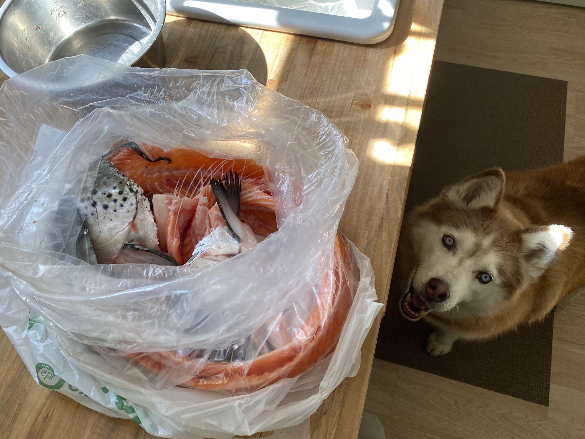 Excited about what she’s having for diner tonight 🥳 I’ve been feeding