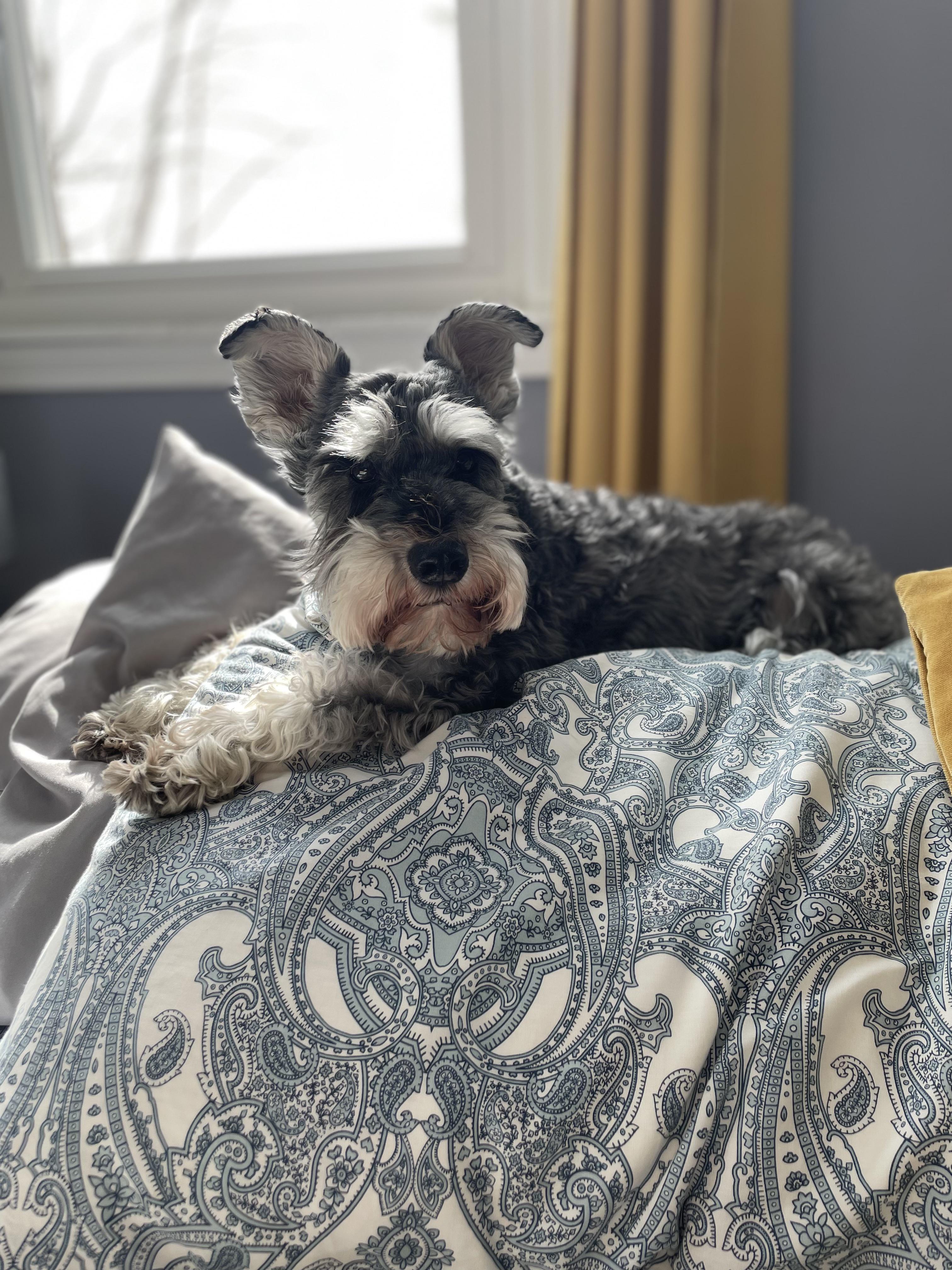 This prince turns 11 years old today. Happy birthday, Percy r/schnauzers