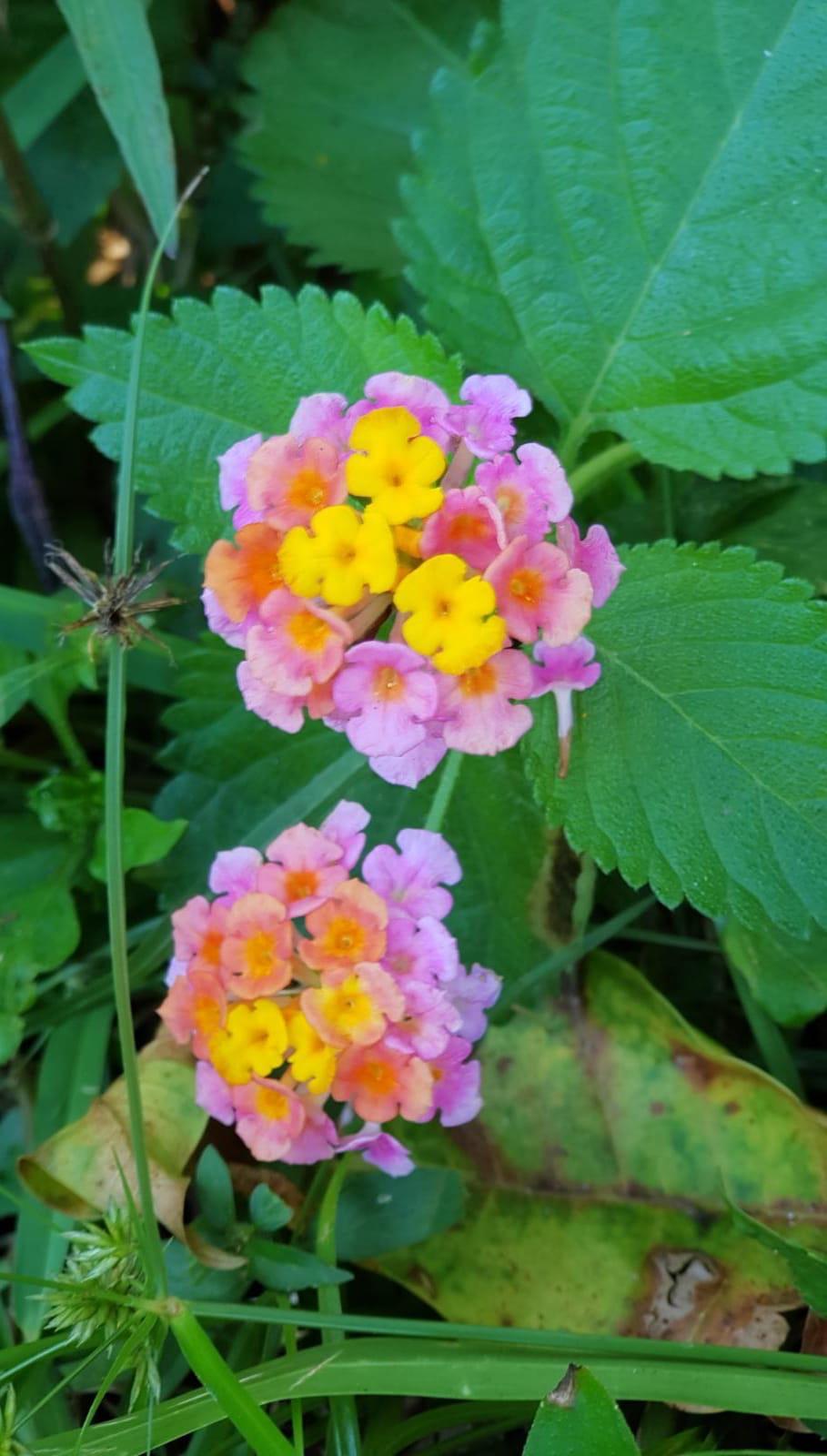 Miami zone 10B — anyone please recognise this plant and