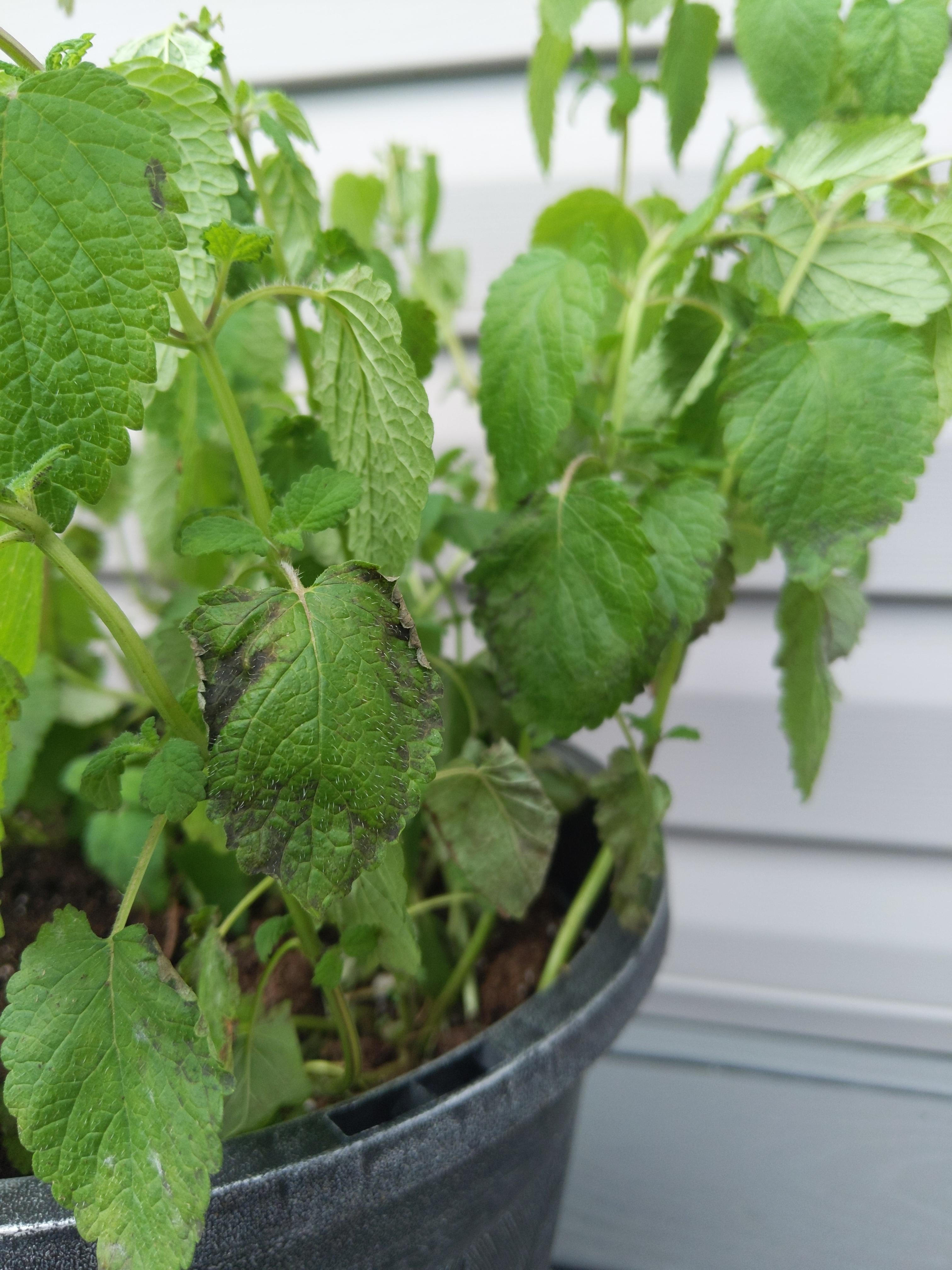 Mint plant leaves turning black. Just acquired this plant, it's in full