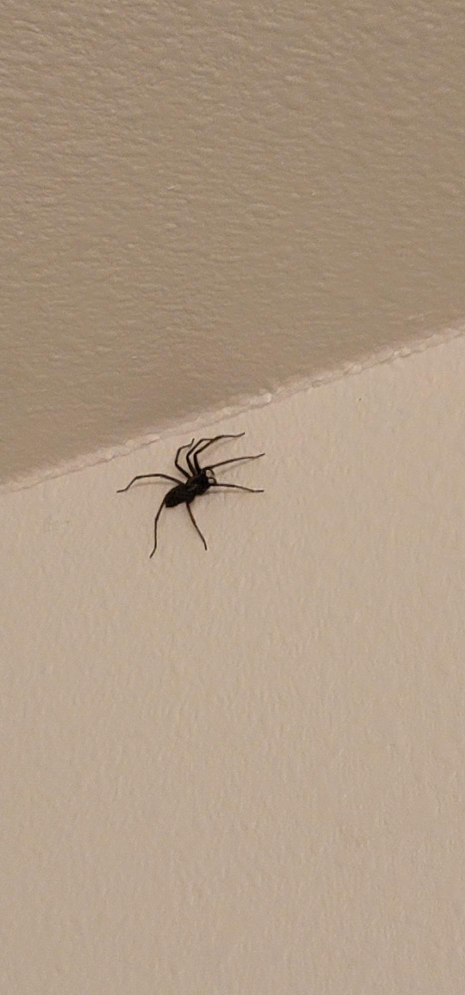 Found this big spider in my bathroom, about two inches long. Washington