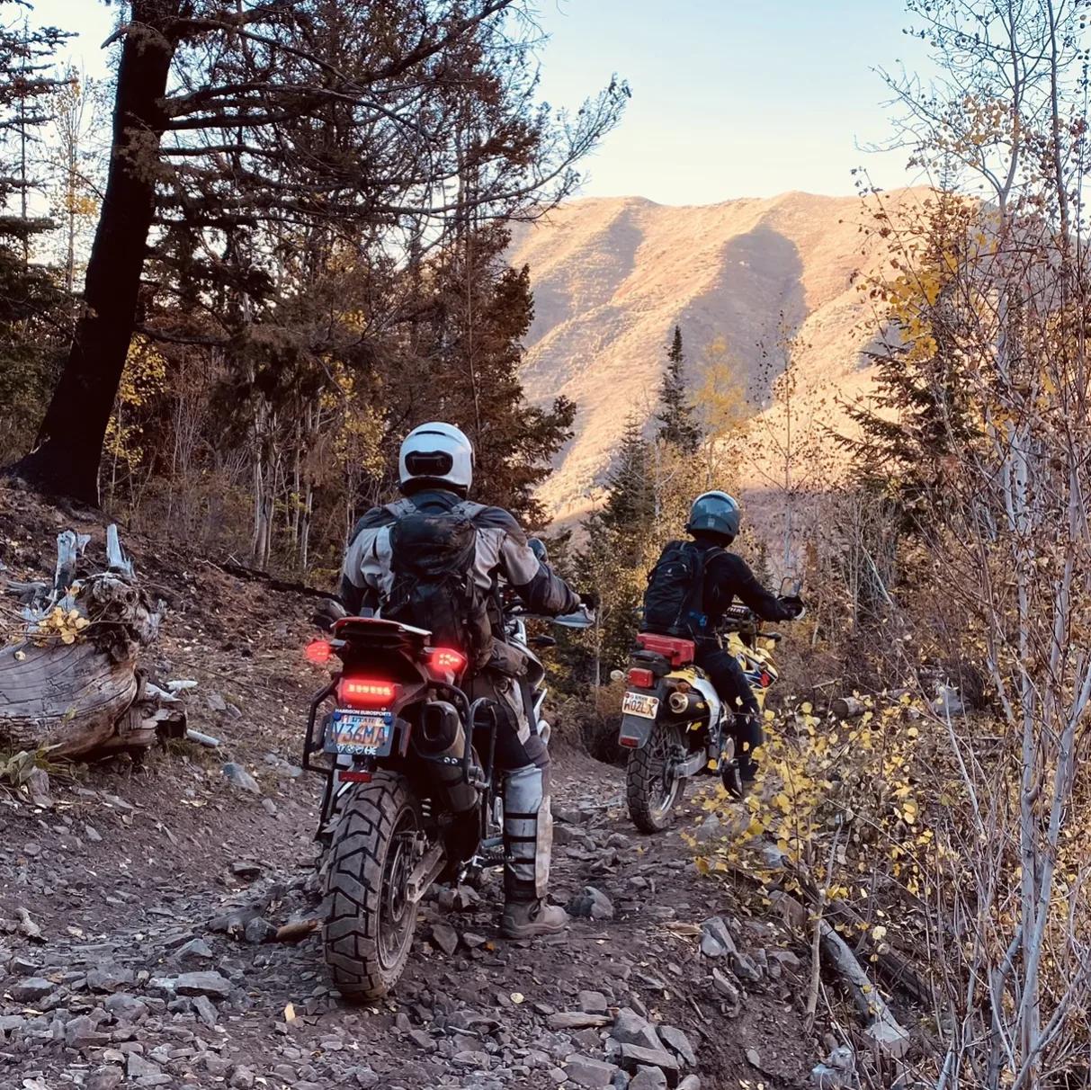 I took a Tiger 900 RP on single-track because I hate myself : r/Dualsport
