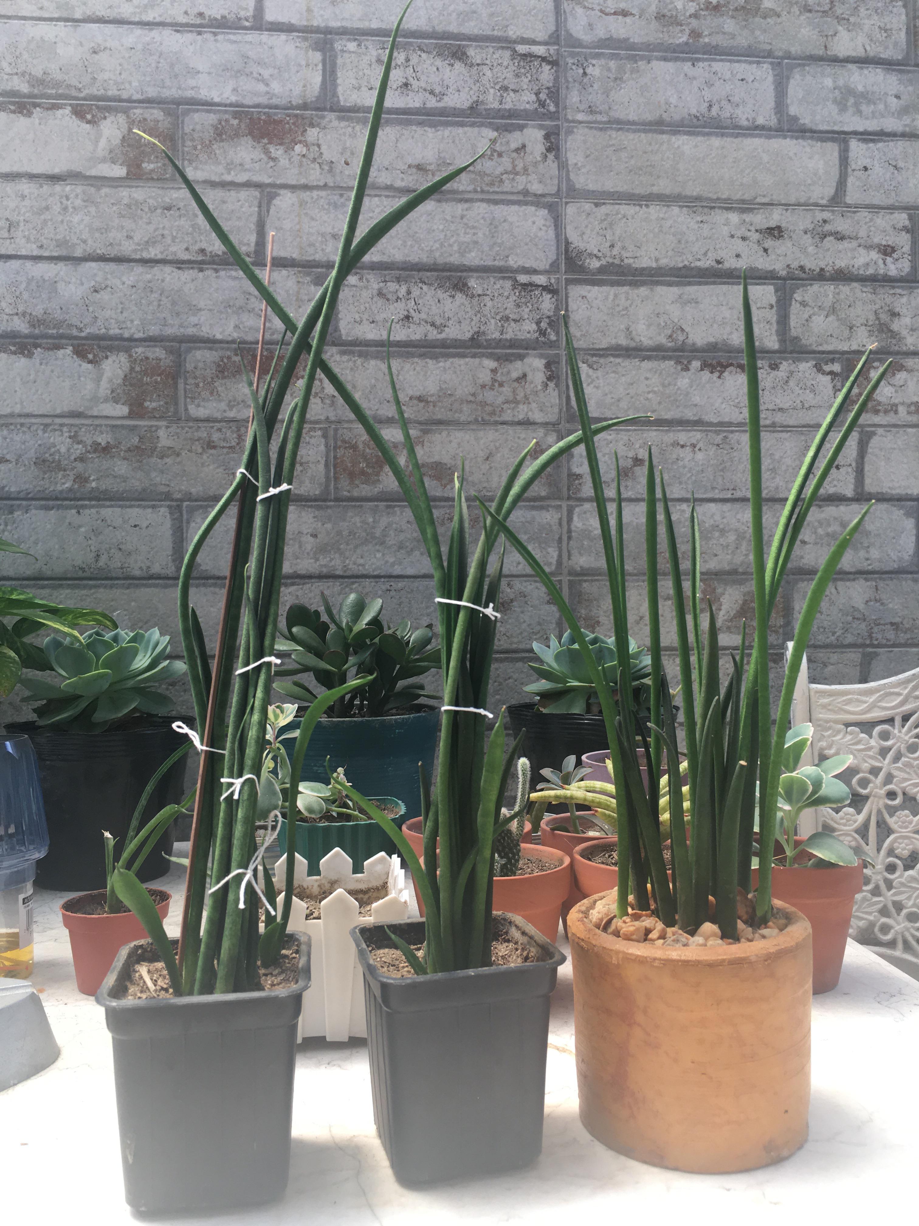 My African snake plants are growing pups, but they’re growing as thin