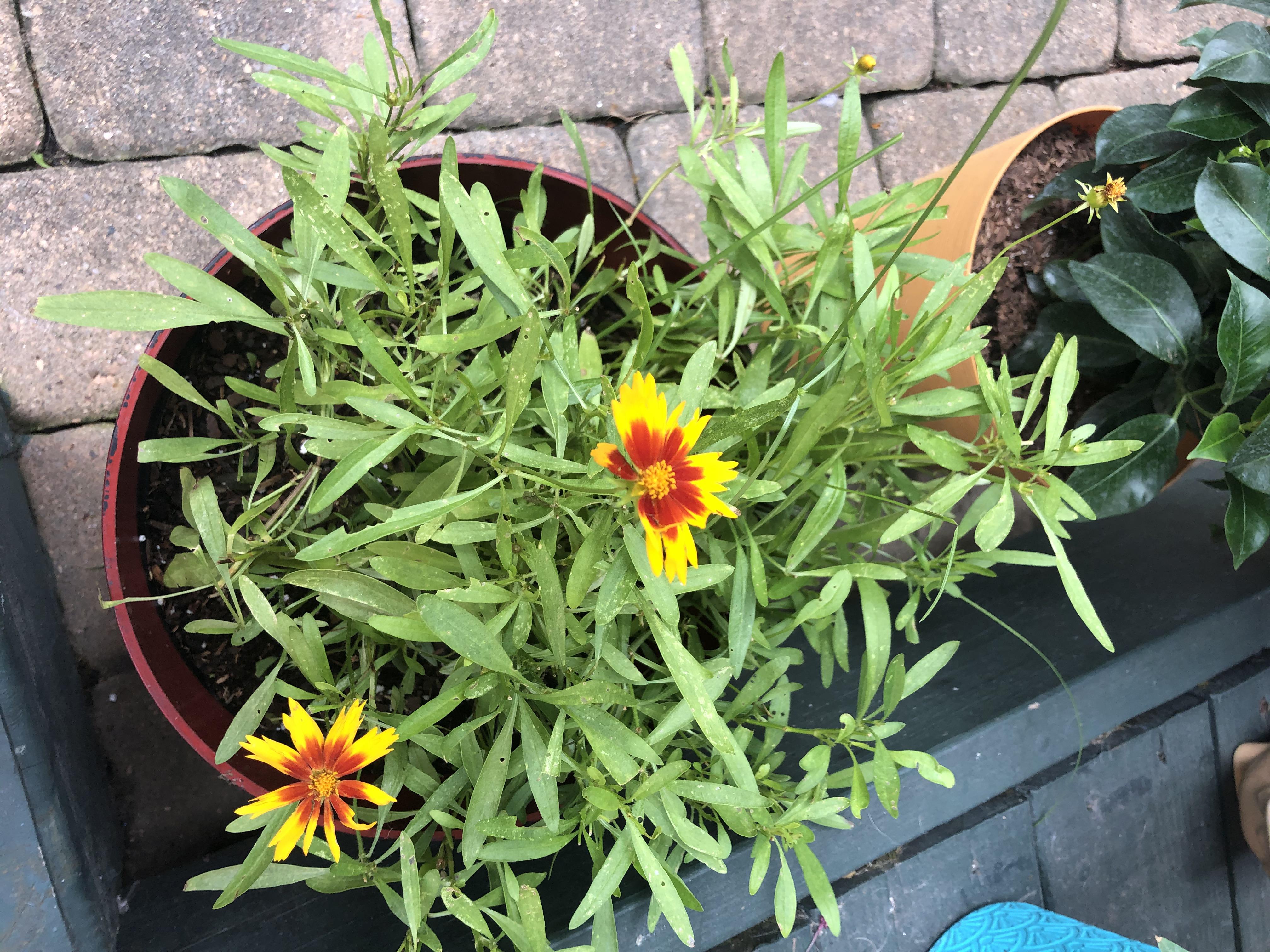 What’s eating my daisies and how do I stop it?? r/nolagardening