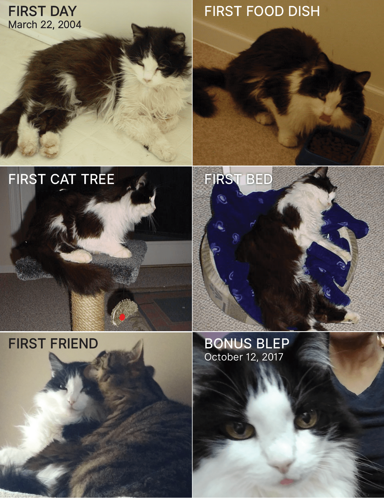 From outdoor barn cat to indoor royalty. Sir Kitty is the only one of our 3 cats who will bring