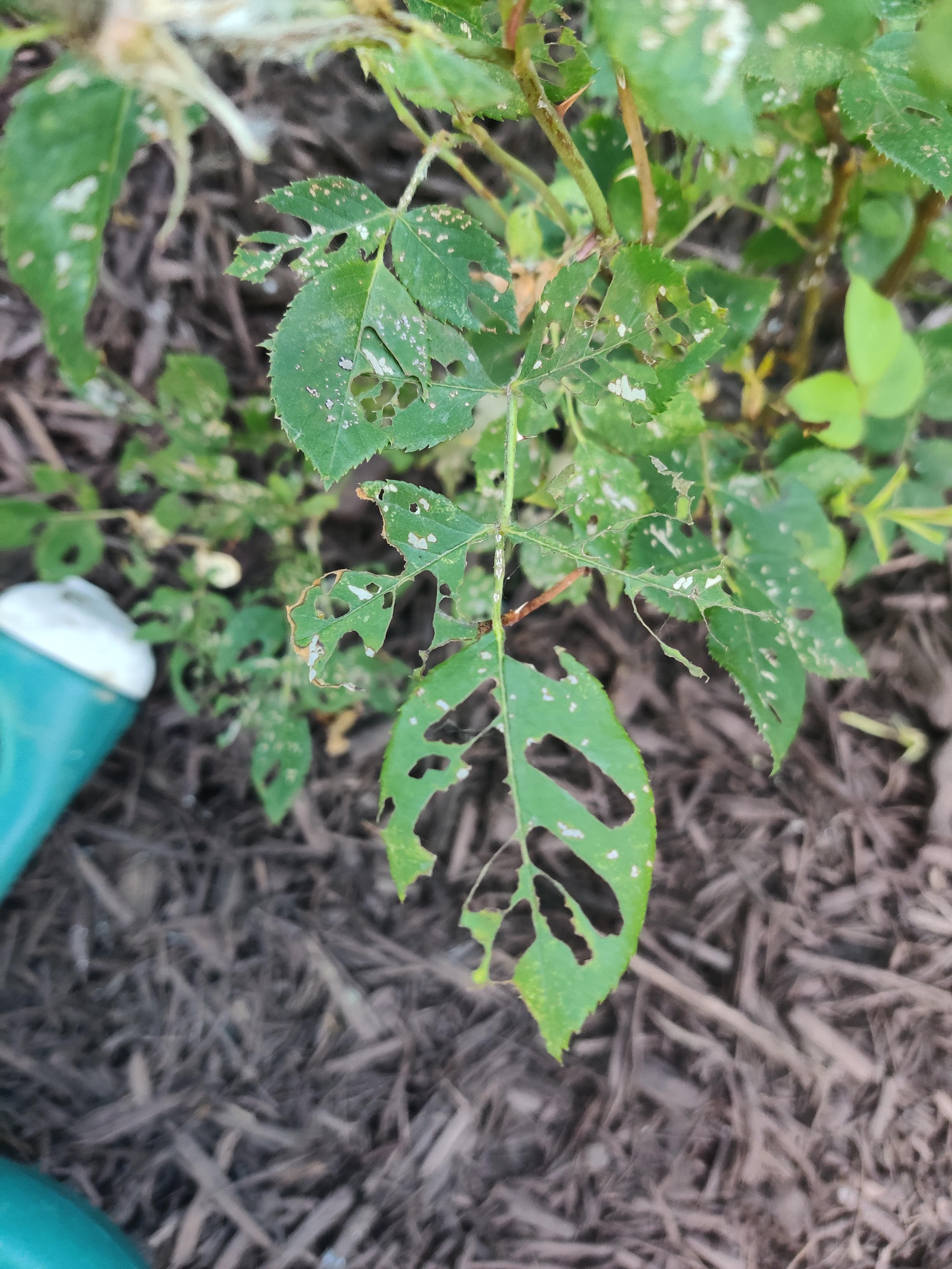 What's wrong with my rose gift and can I fix it? r/plantclinic