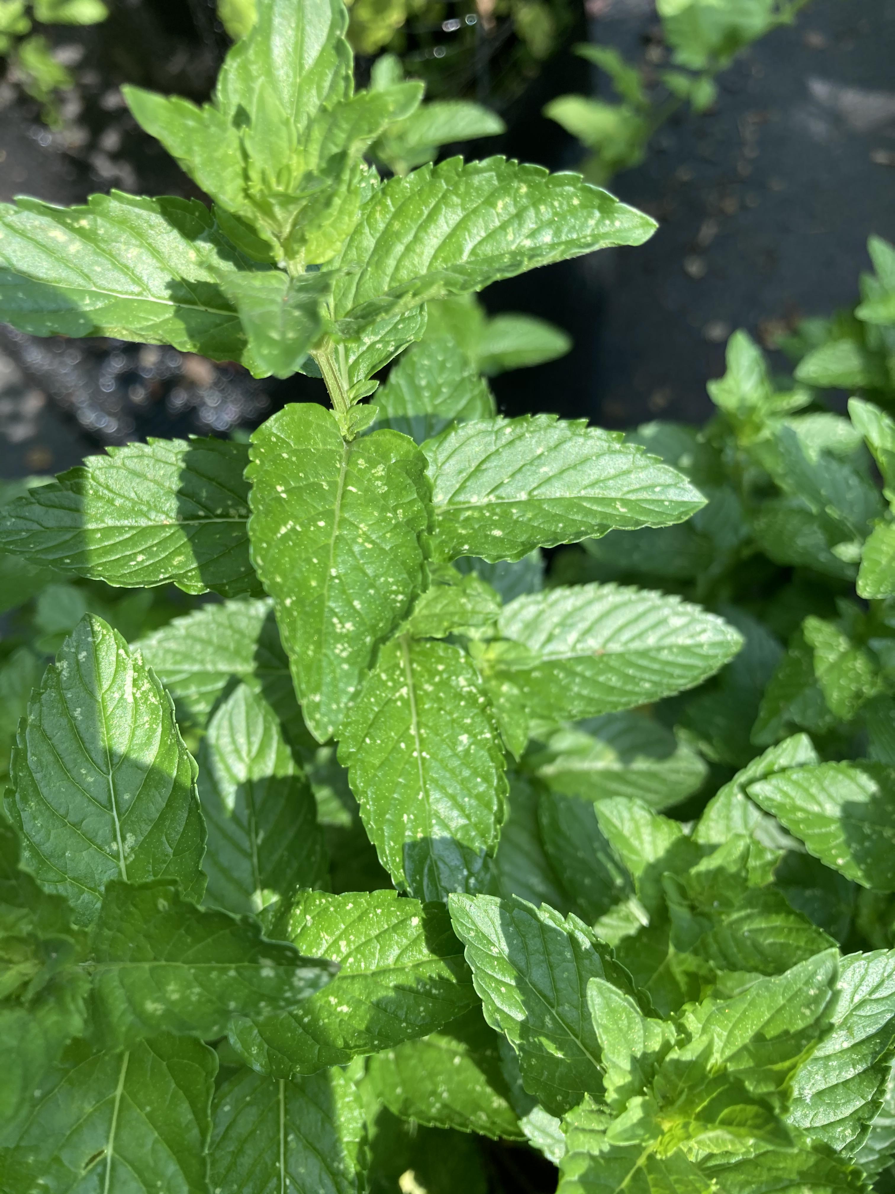 White spots on mint r/plantclinic