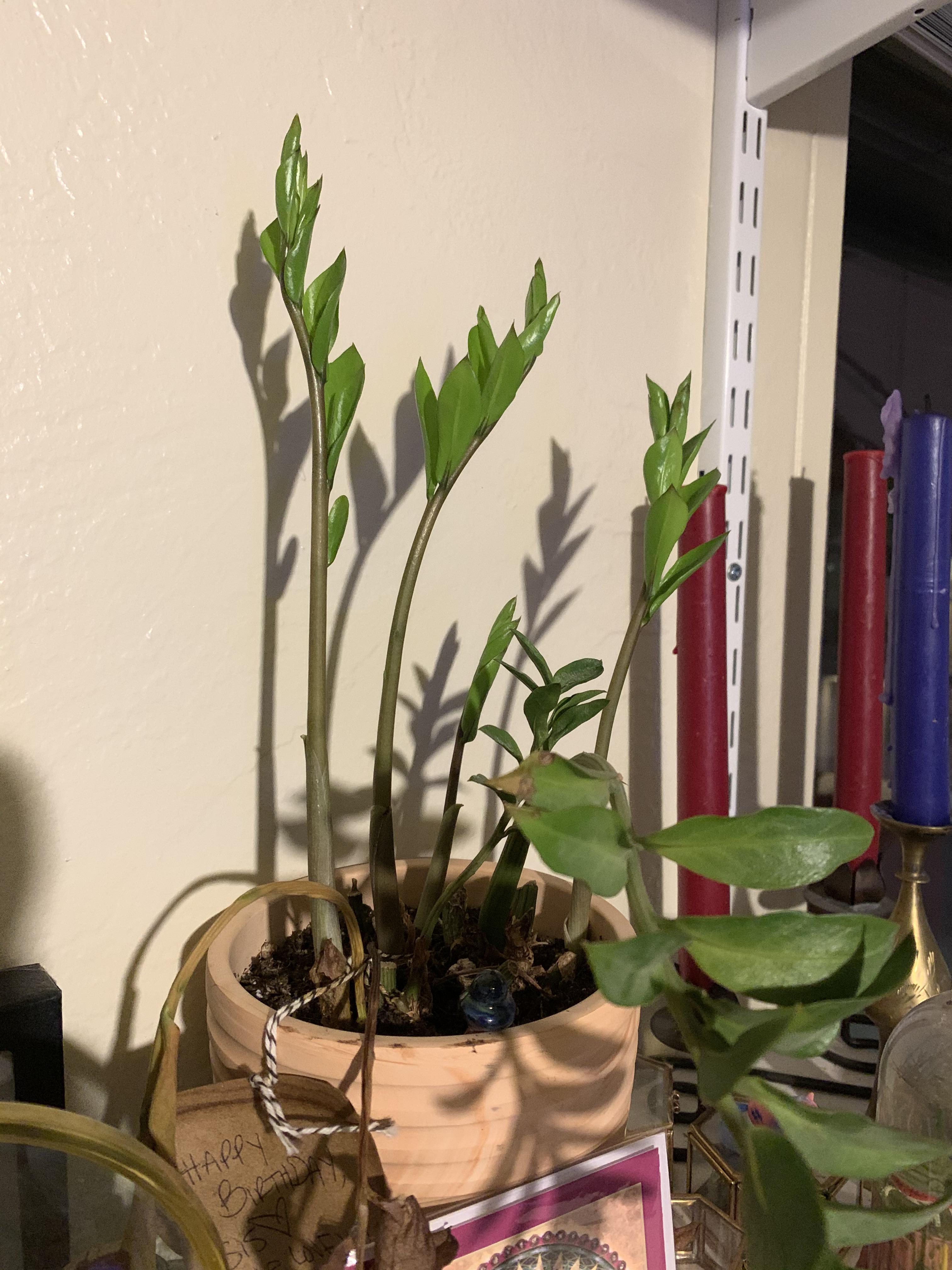Update on my ZZ plant! You guys helped me out a couple months ago and