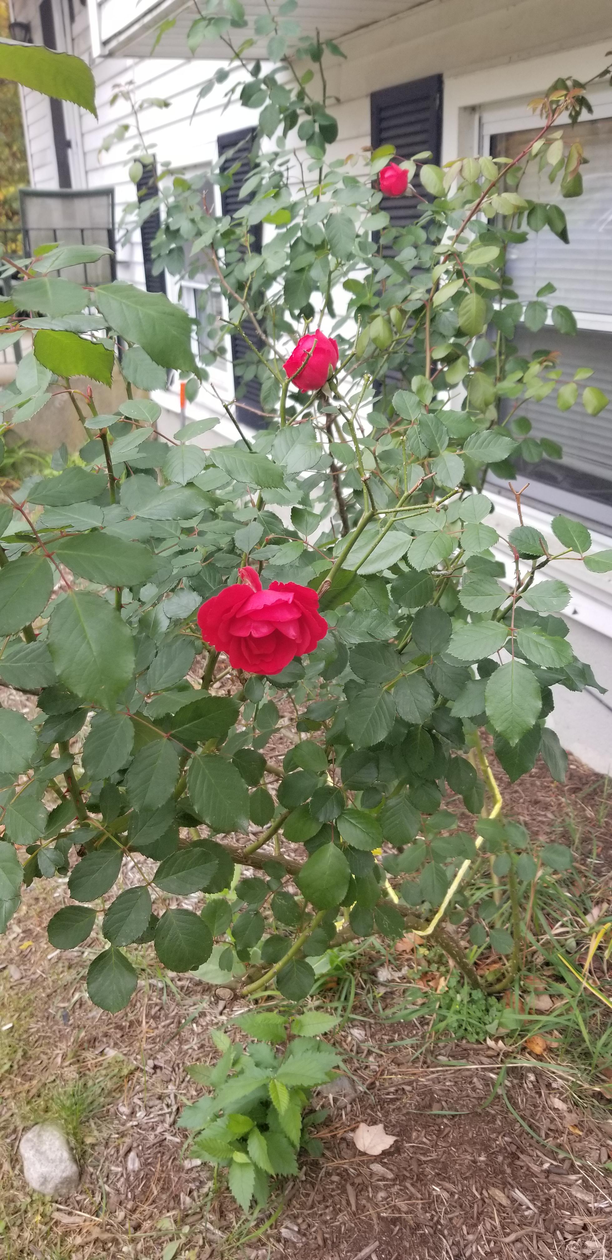 Fall success, I trimmed my rose bush that was bananas out of control and tied the base closer