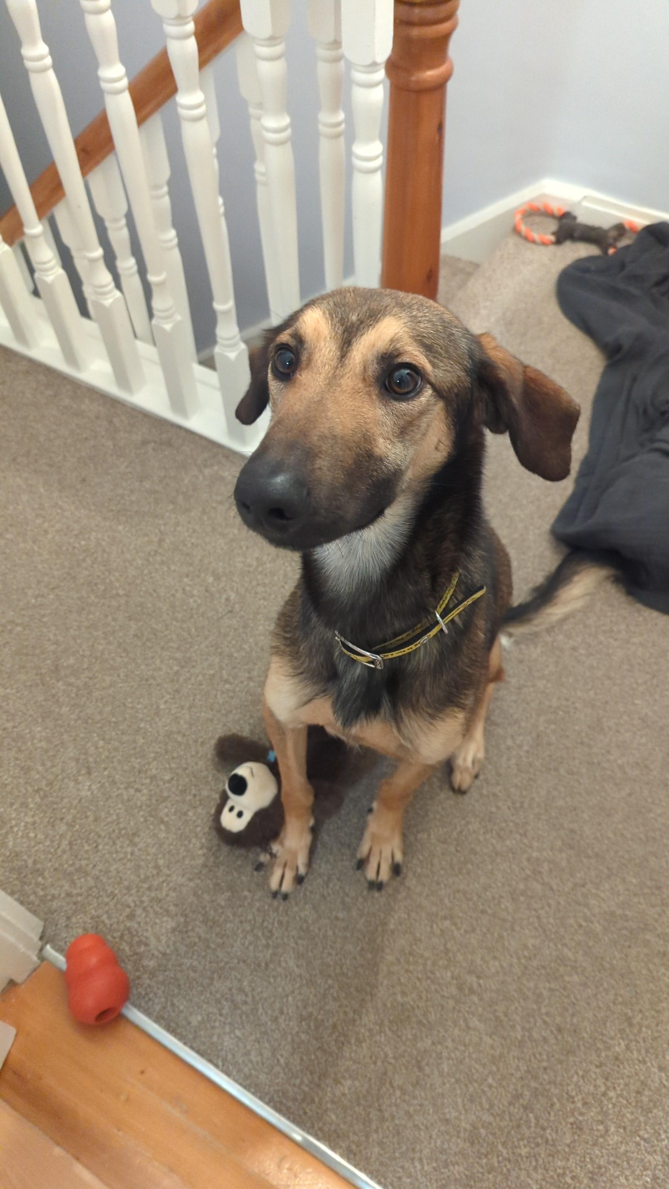 73 best r/lurchers images on Pholder Dog bed