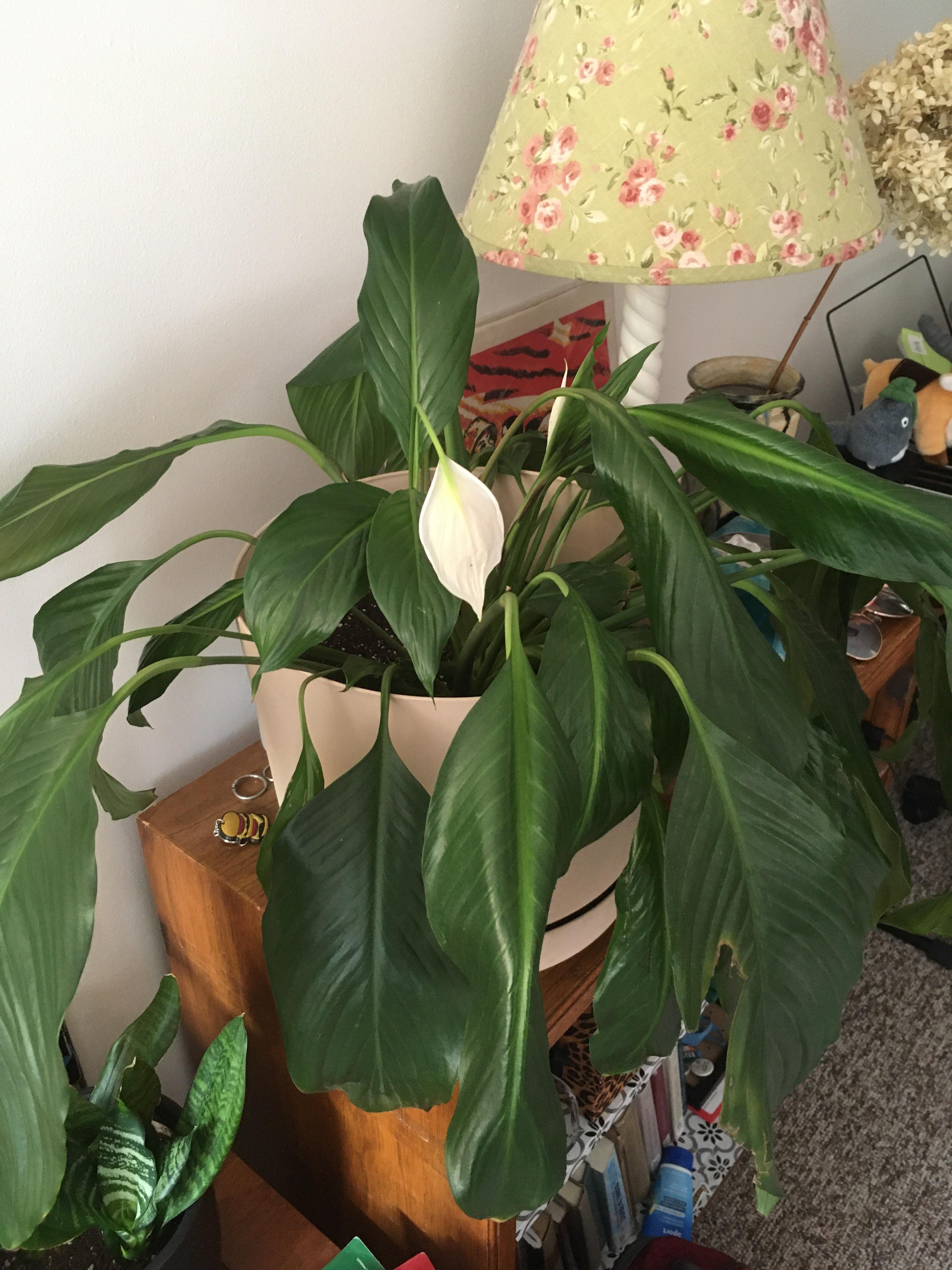 Wilting peace lily after repotting (description in comments) r