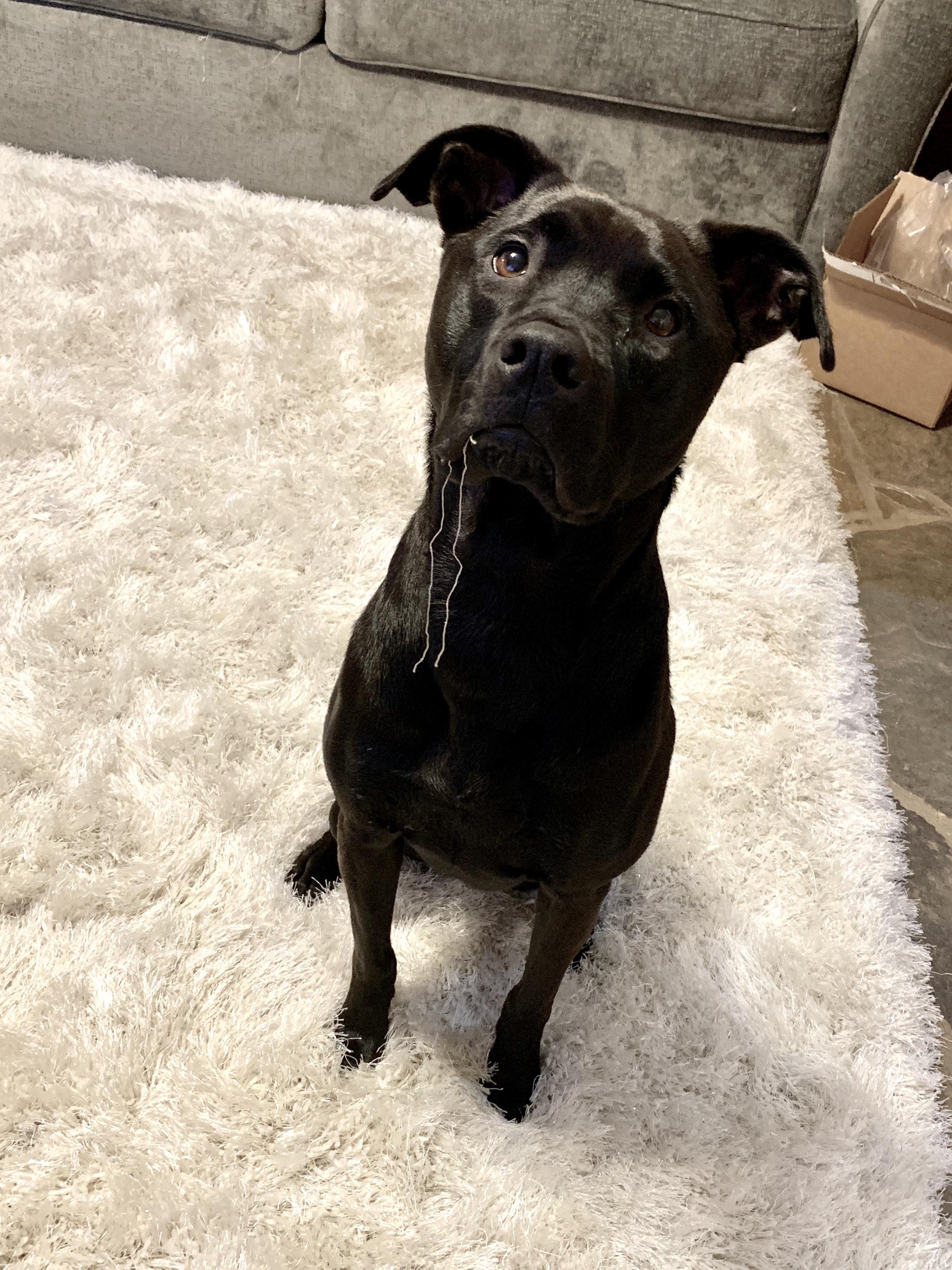 Everybody meet Dallie! The sweetest rat terrier/black lab mix girl in