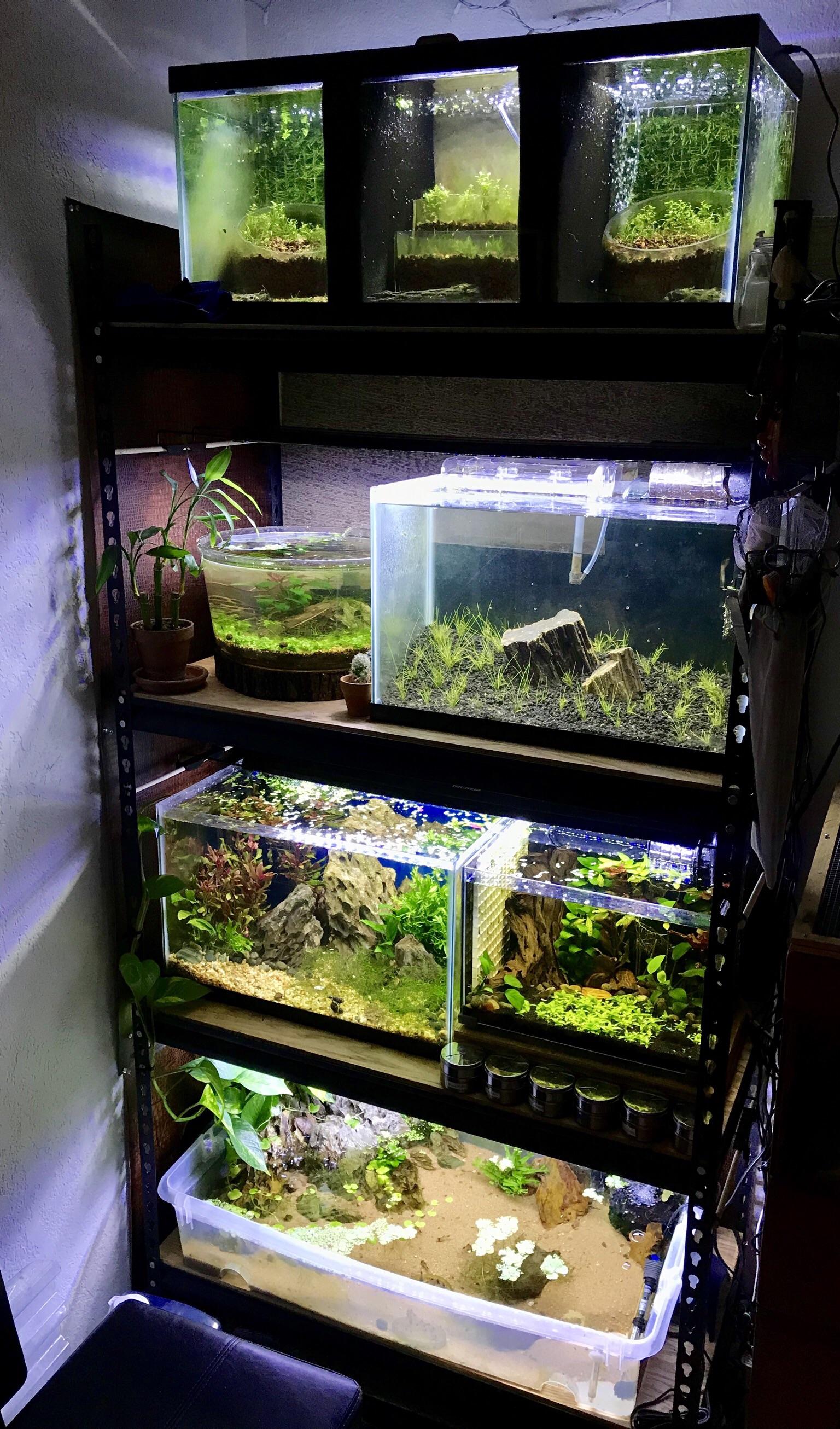 The best night light I could ever ask for! r/Aquariums