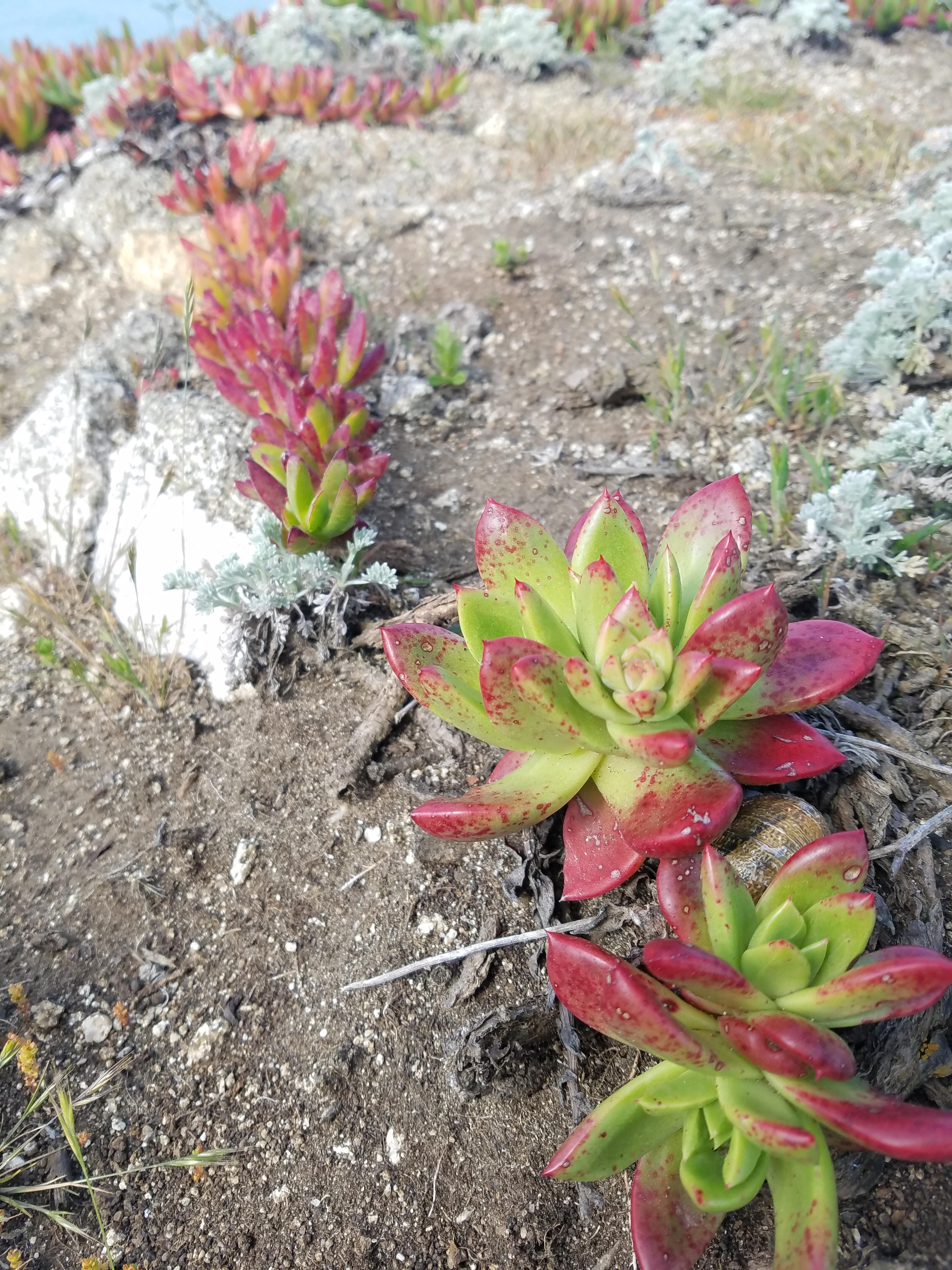 Help with ID needed. Found in Bodega Bay, CA zones 9B. Also, wondering