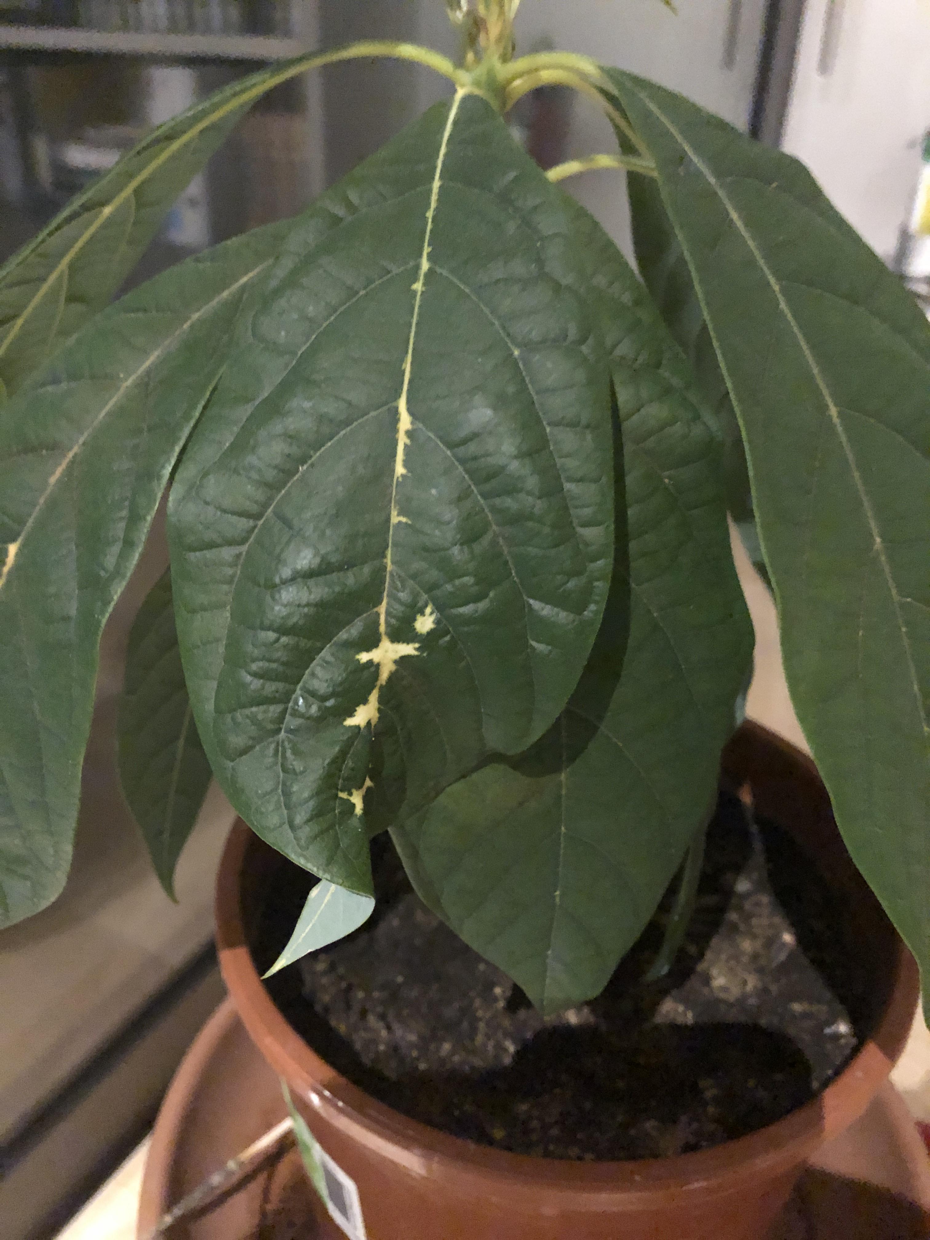 Why is my avocado tree doing this? It just happens on one or two leaves