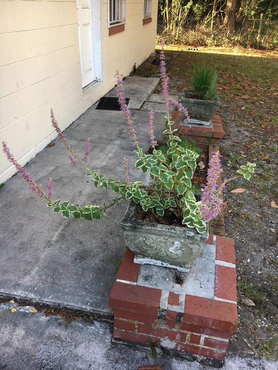 My sage is blooming like crazy, it's also spread itself out in it's