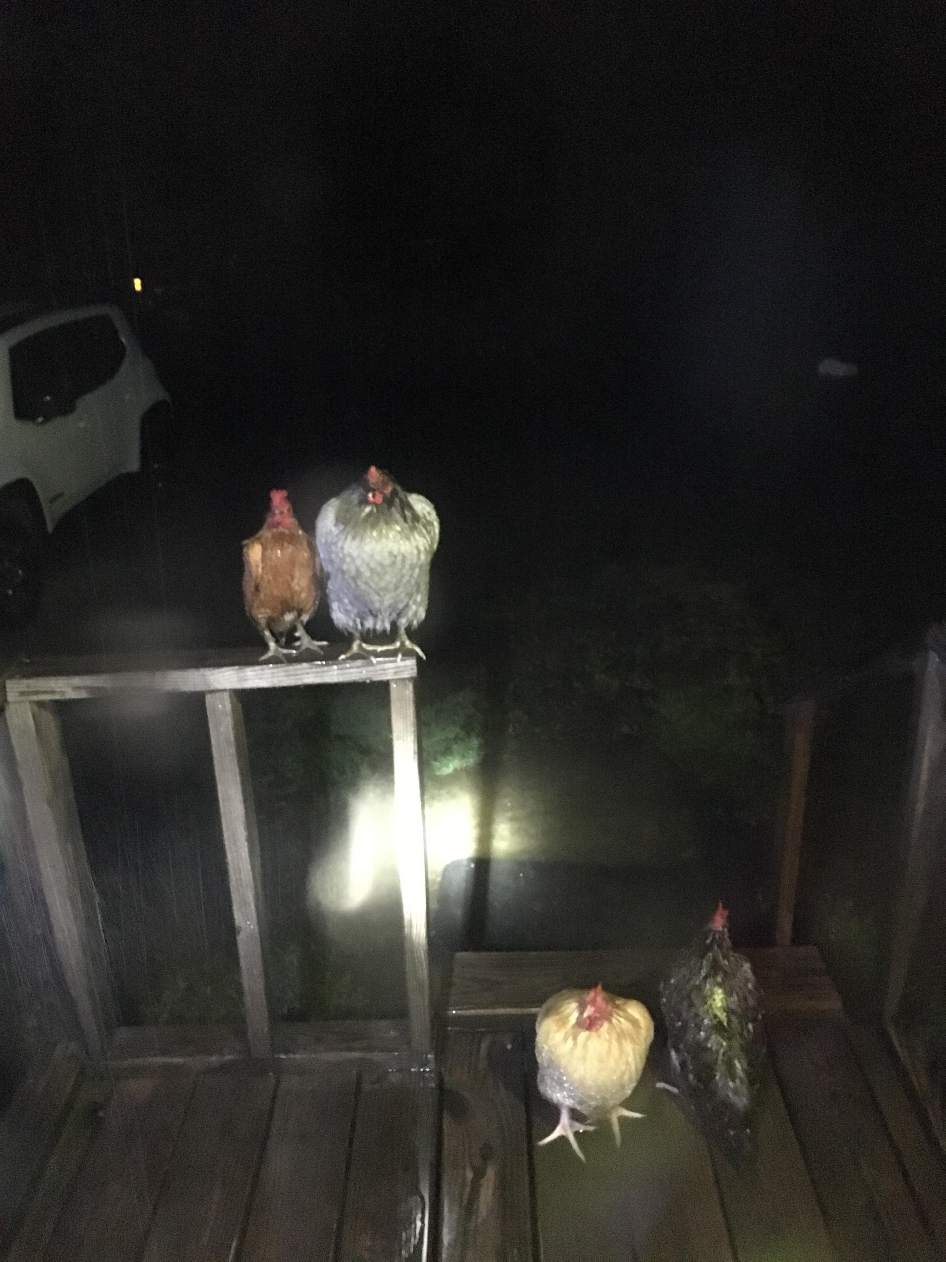 We had a massive flash flood last week and my chickens got caught in it. I was looking