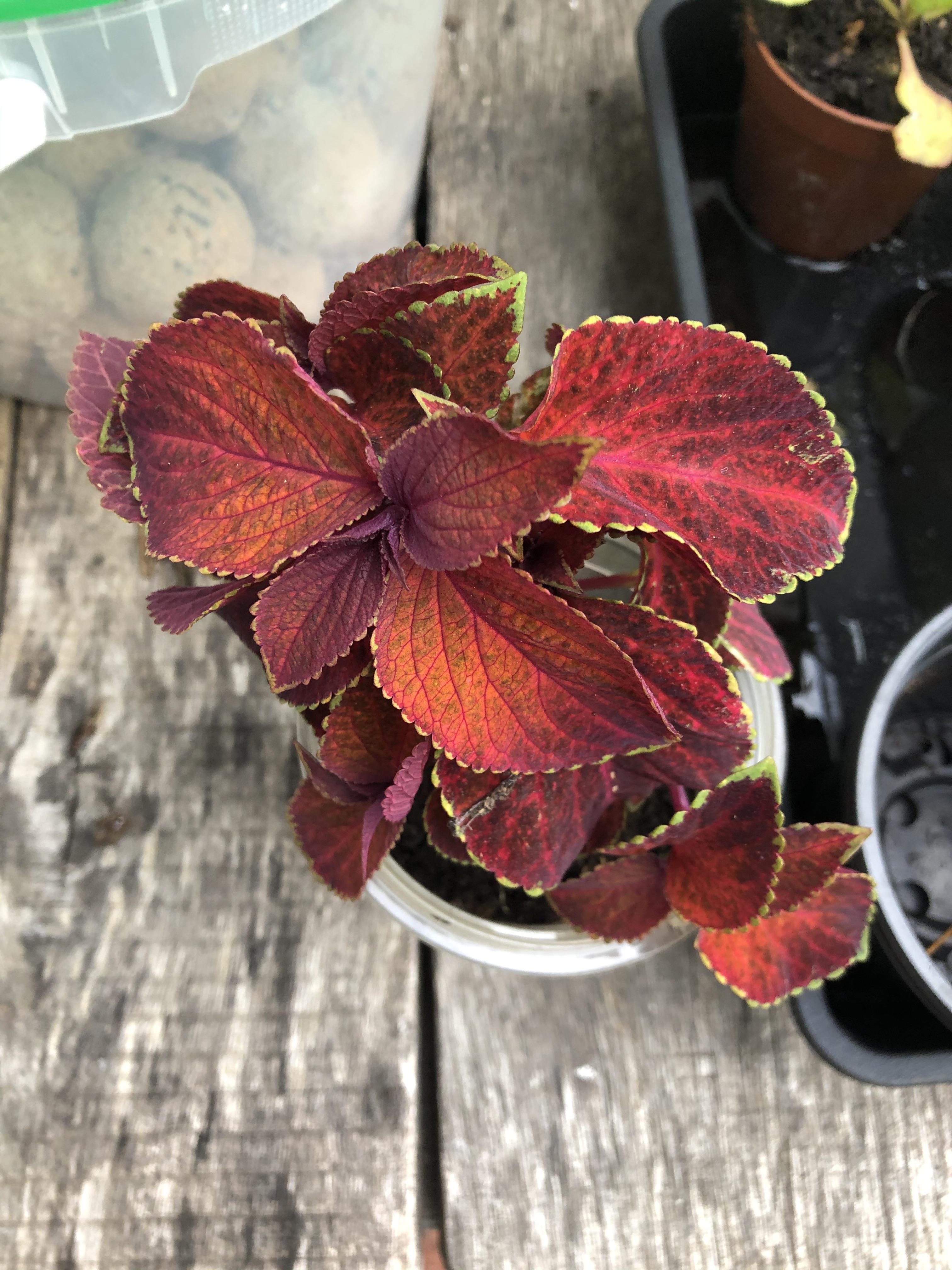 What’s this red plant? East Sussex UK r/whatsthisplant