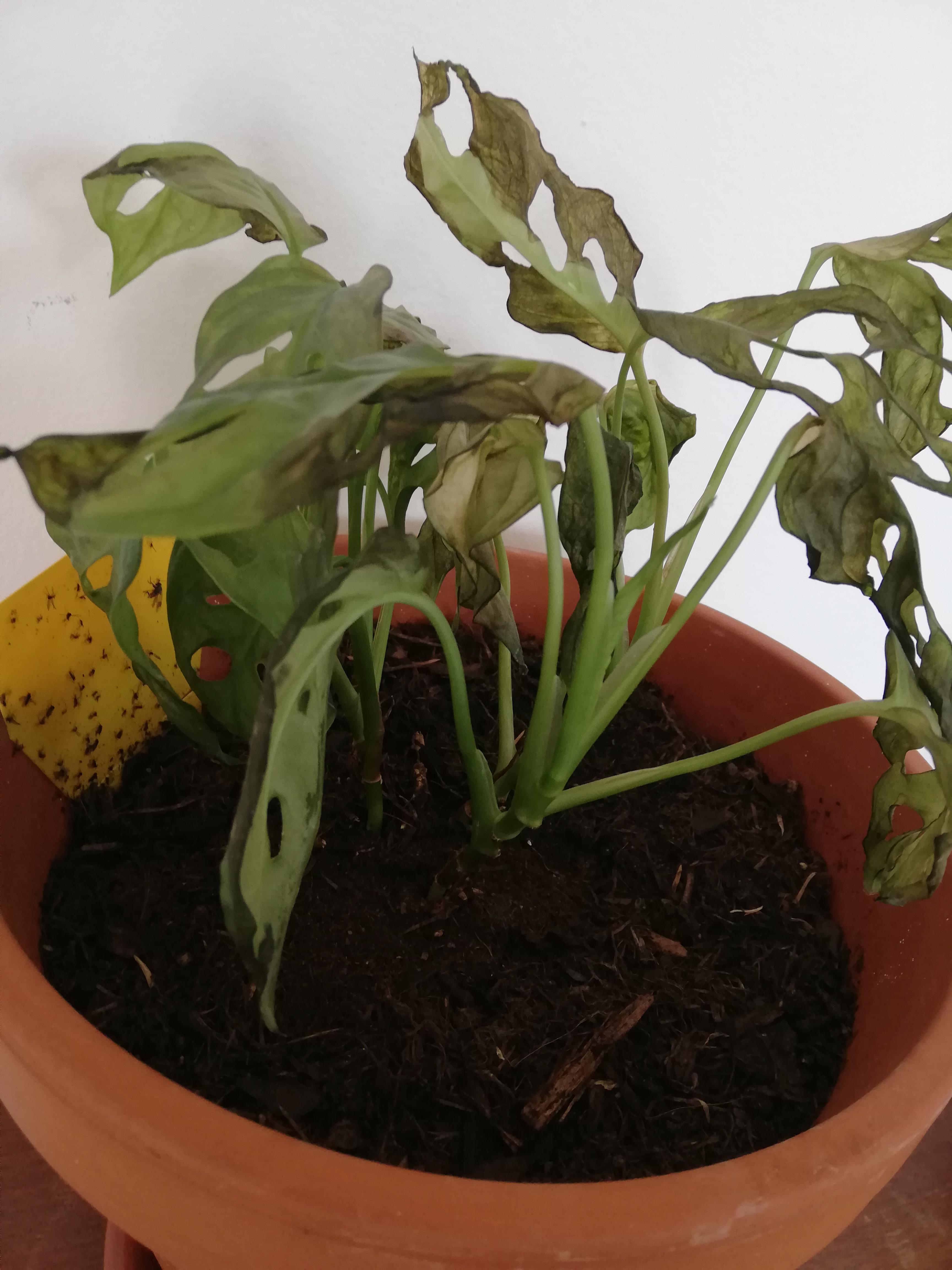 Neem oil pest control experience r/houseplants