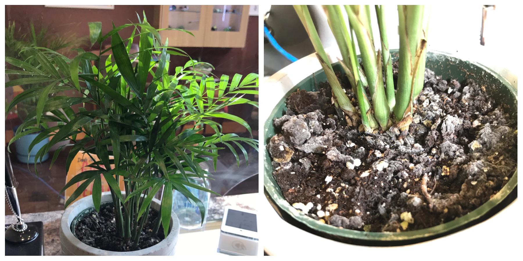 What is this white mold on my Parlor Palm and how do I get rid of it