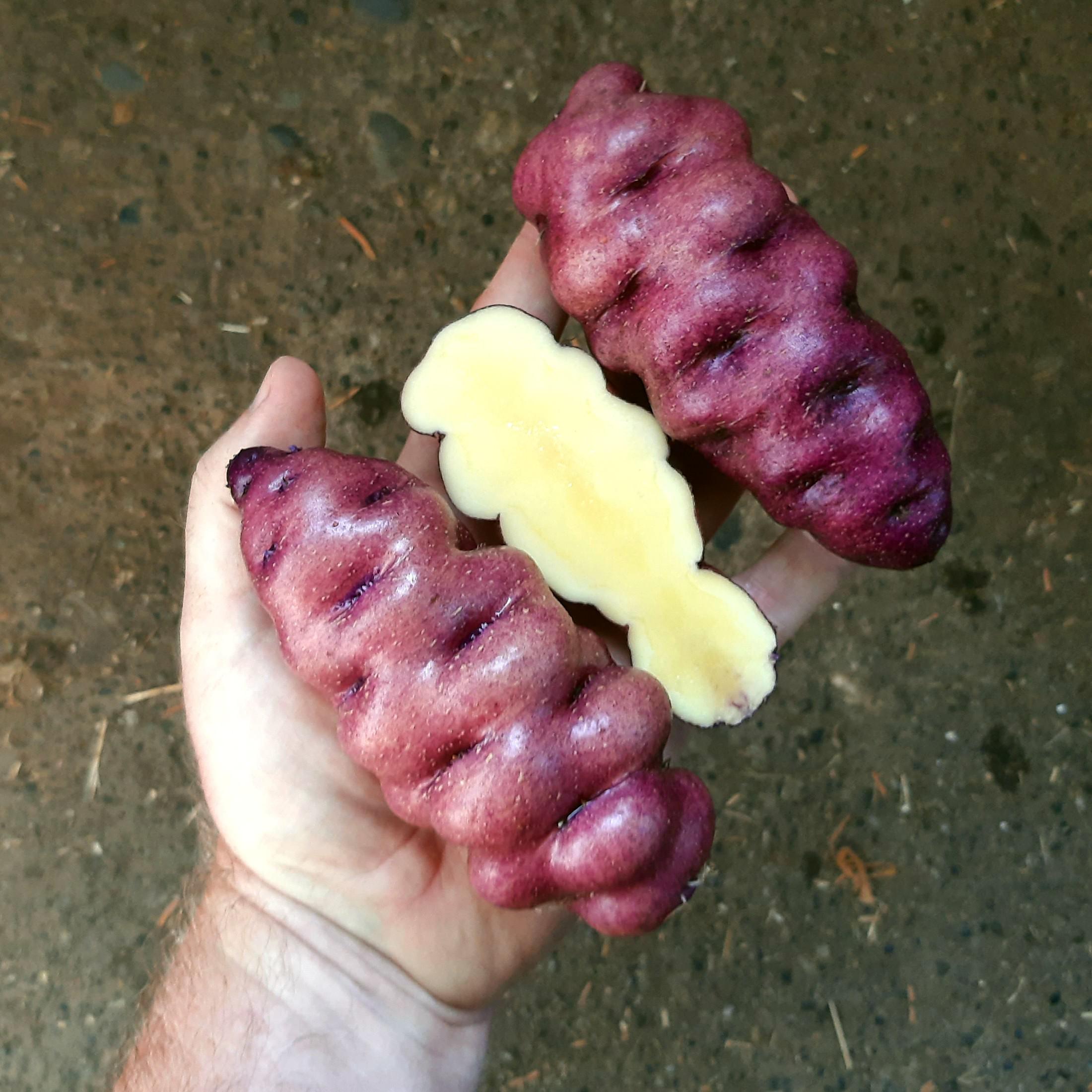 New potato grown from true potato seed (TPS) r/gardening