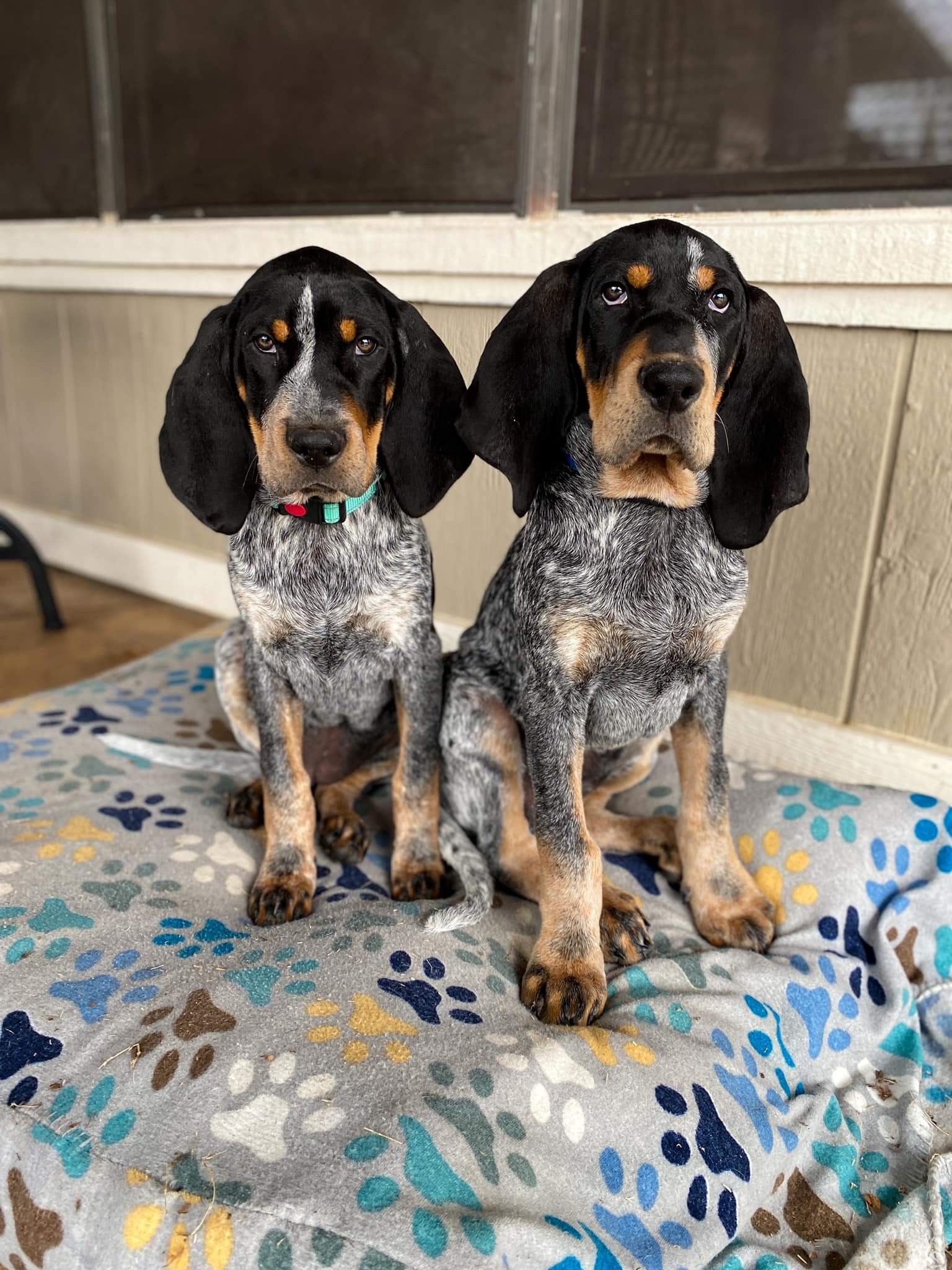 Fostering the two cutest hounds I have ever seen. Smart, loving, playful, and full of attitude