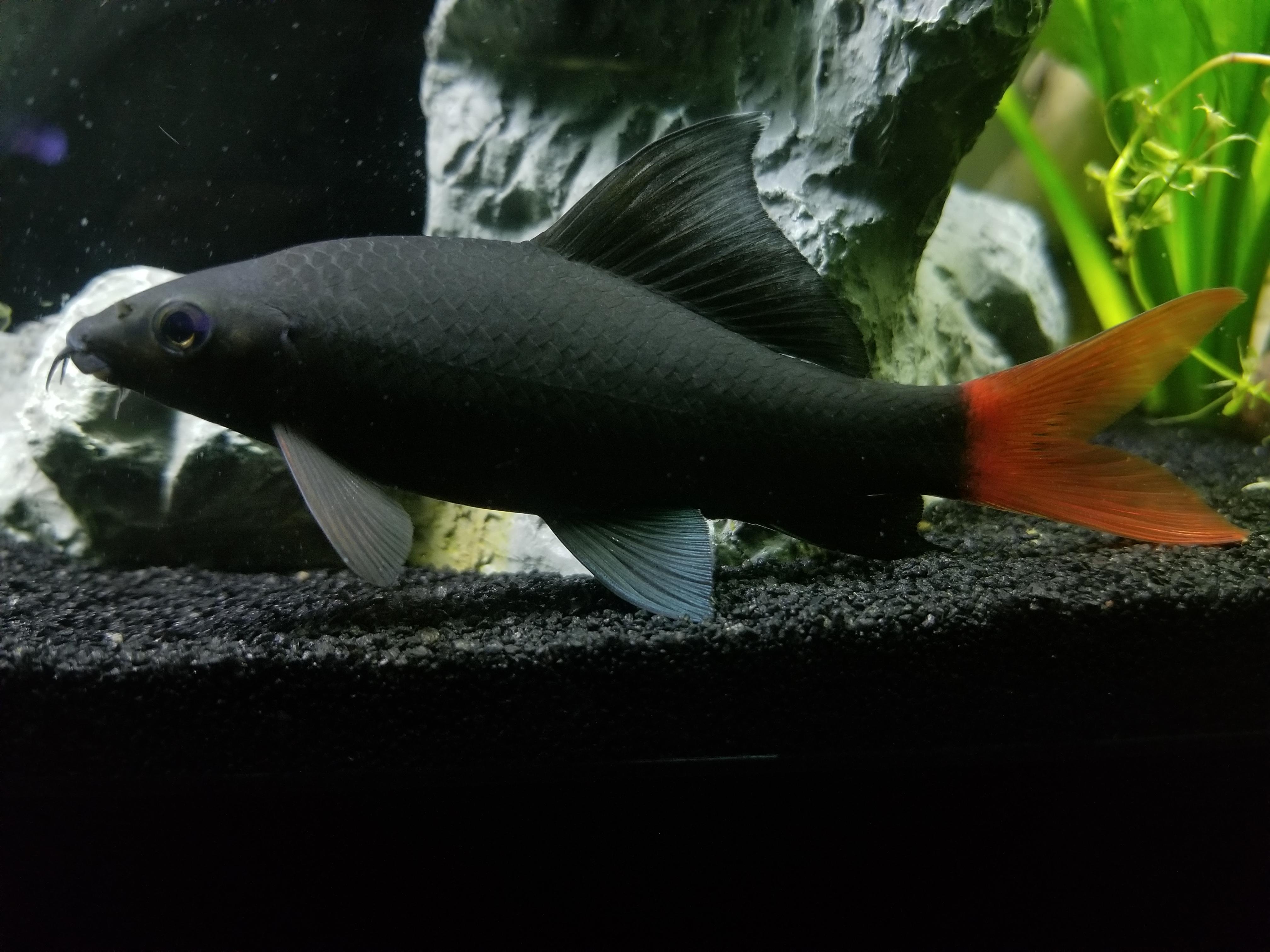 Meet Stan my red tail shark 🙂 r/Aquariums