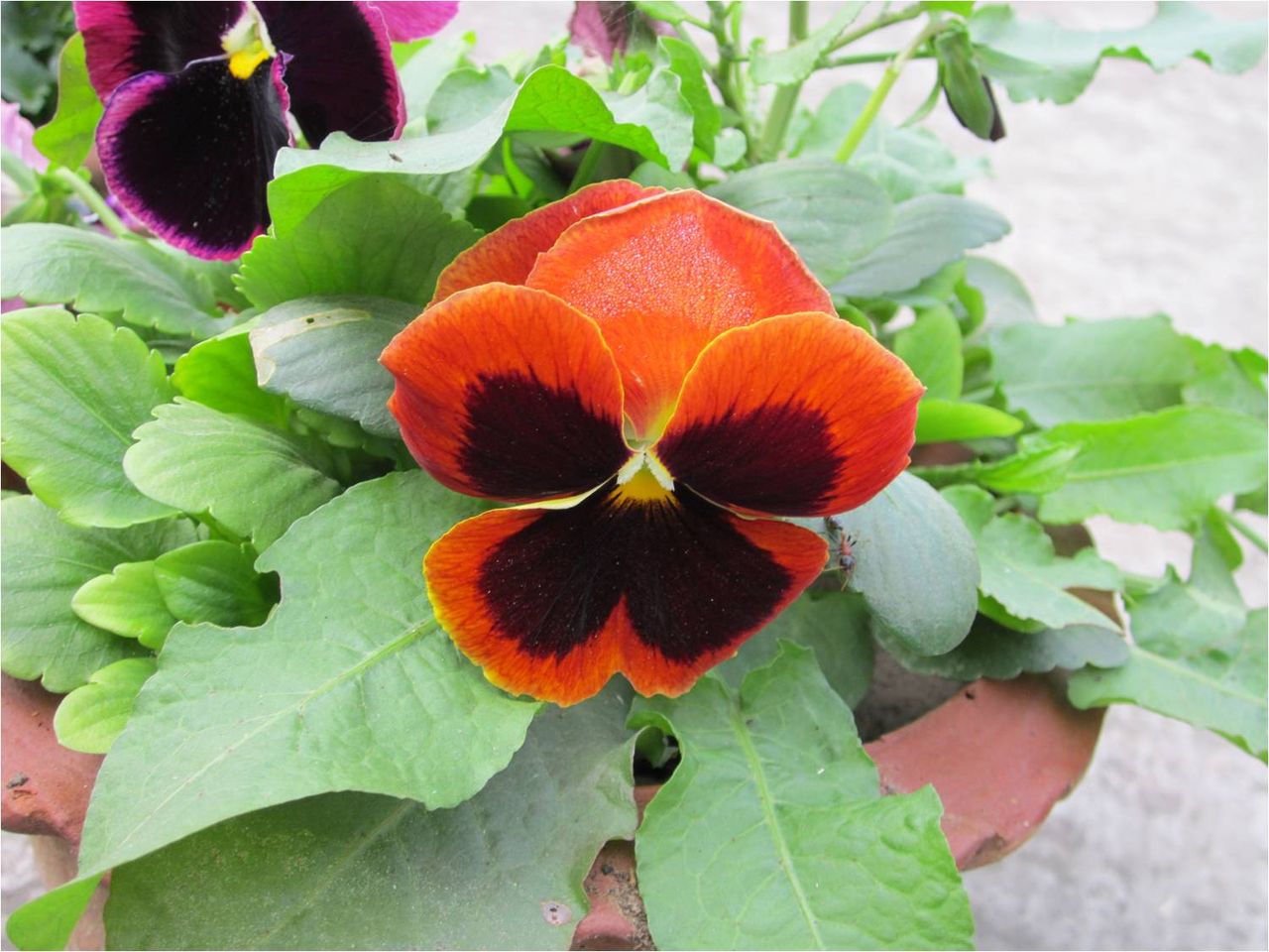 Pansies are good for pollinators! There are a lot of other reasons why