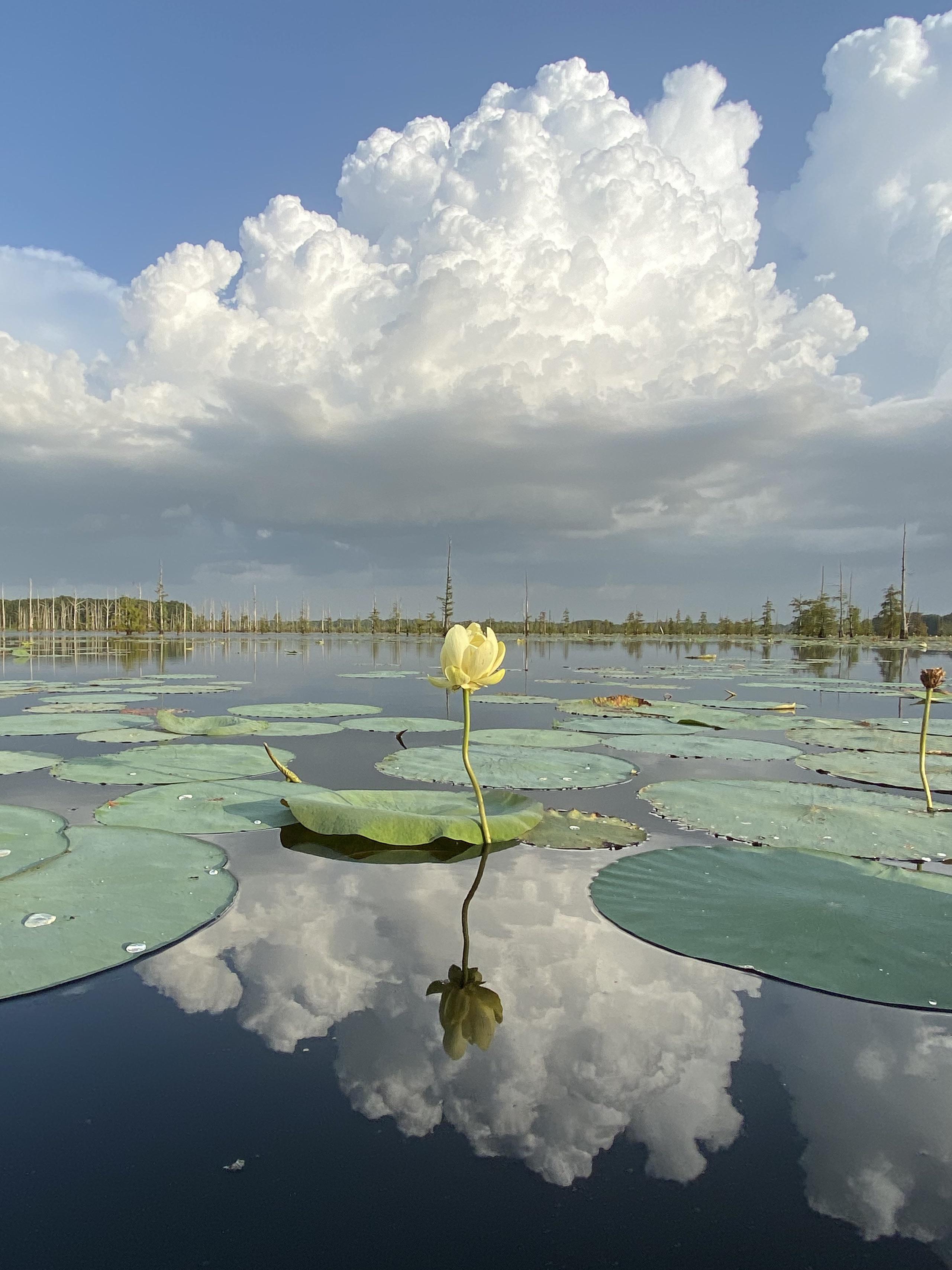 Calm Before the Storm. Black Bayou Lake National Wildlife Refuge