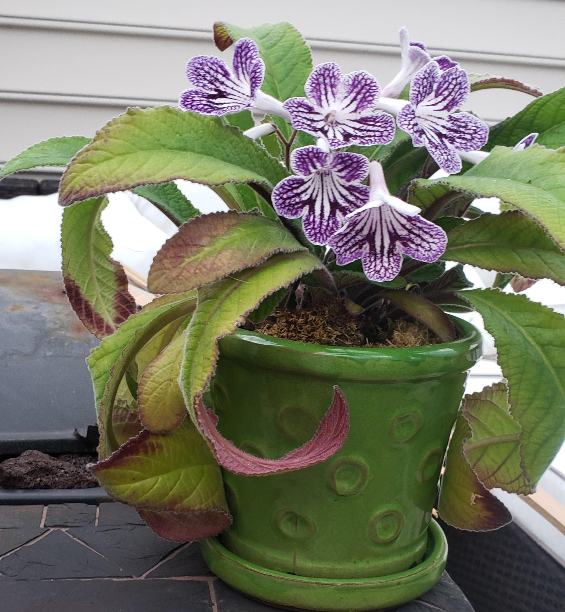 Why are my streptocarpus's leaves turning purple on the backs and edges