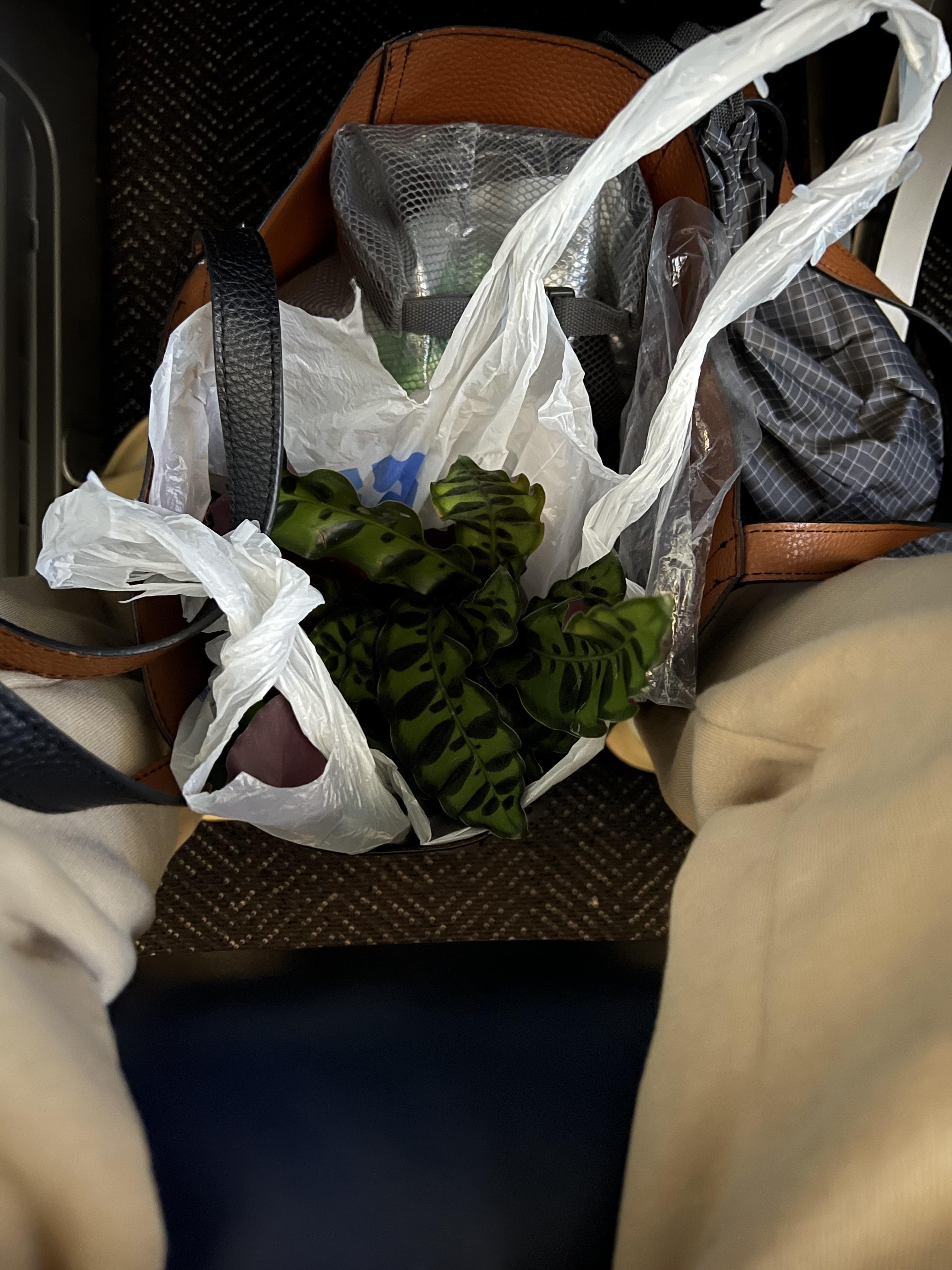 was a bit worried taking my houseplant on the plane (much less a