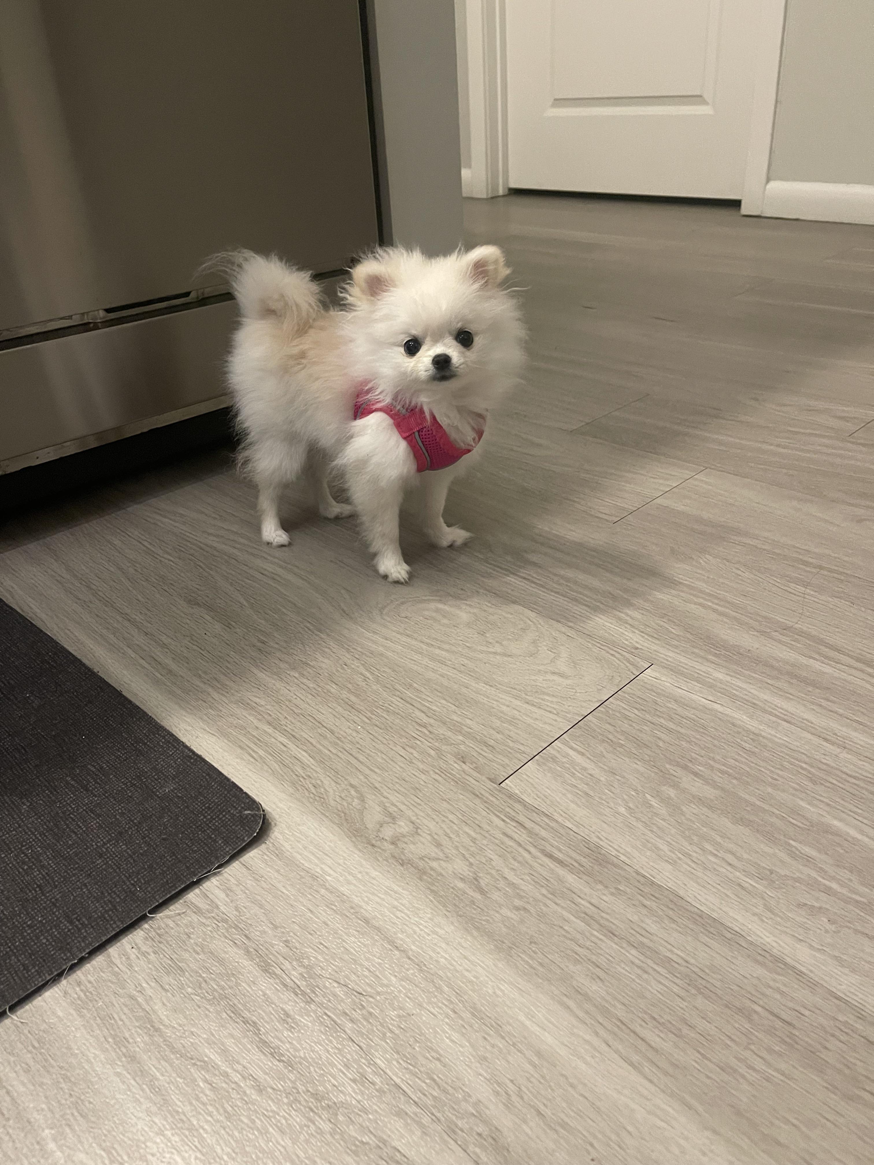 Lulu”s first time wearing a harness. She is not that thrilled! lol r