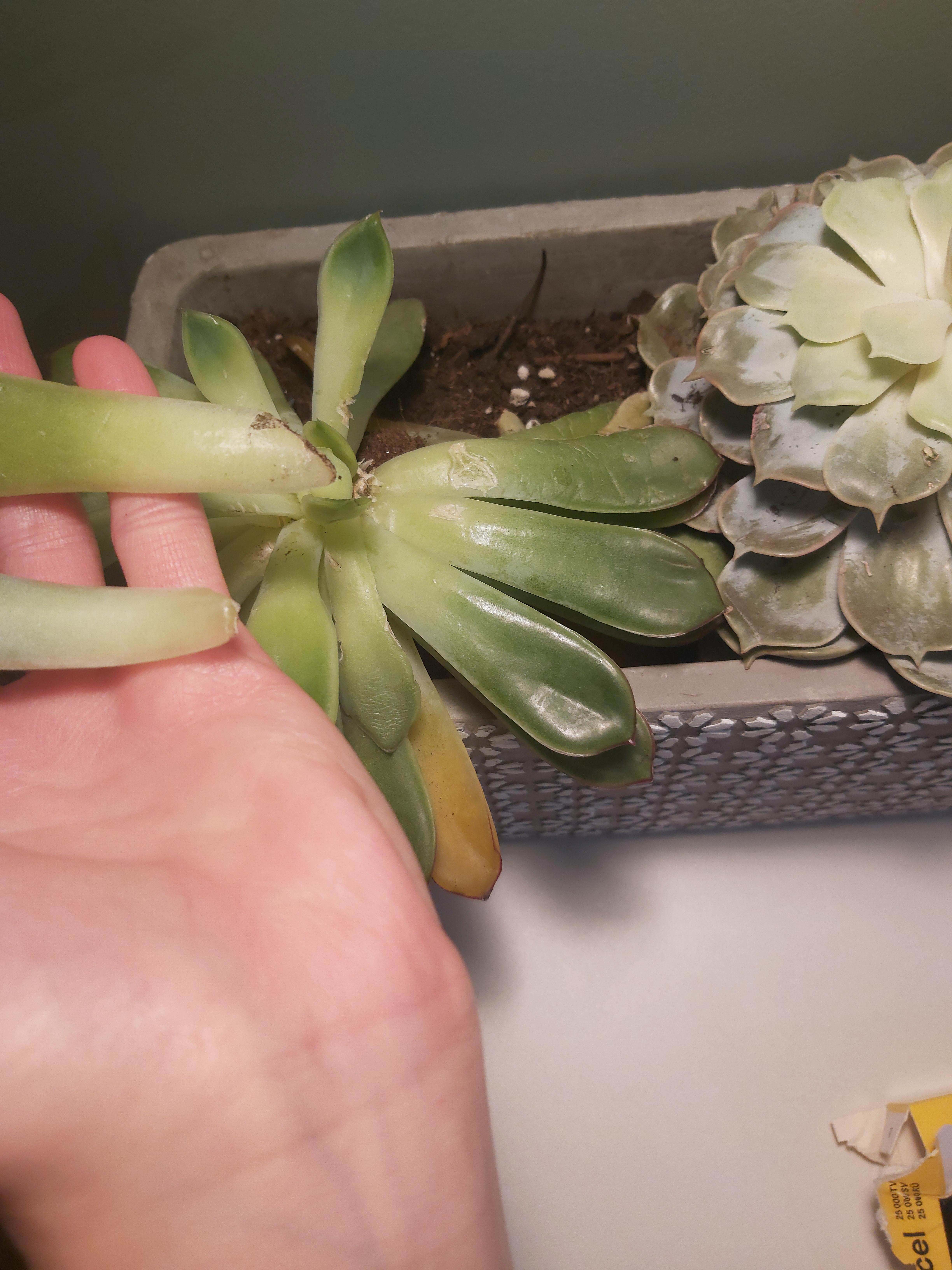 my cat ate this succulent. (actually almost all of them O had). how do