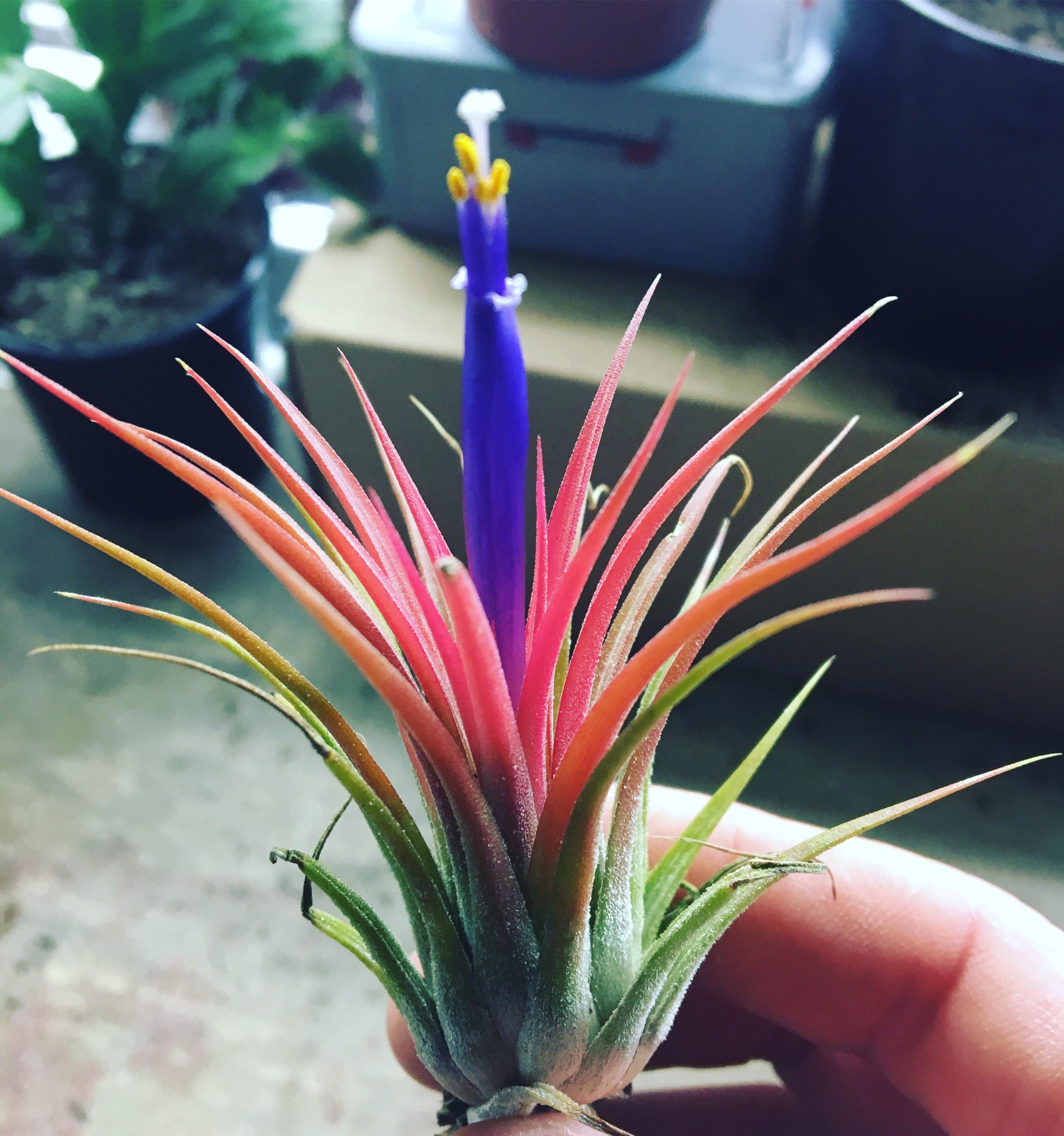 Air plant flower was the best Xmas gift this year r/airplants
