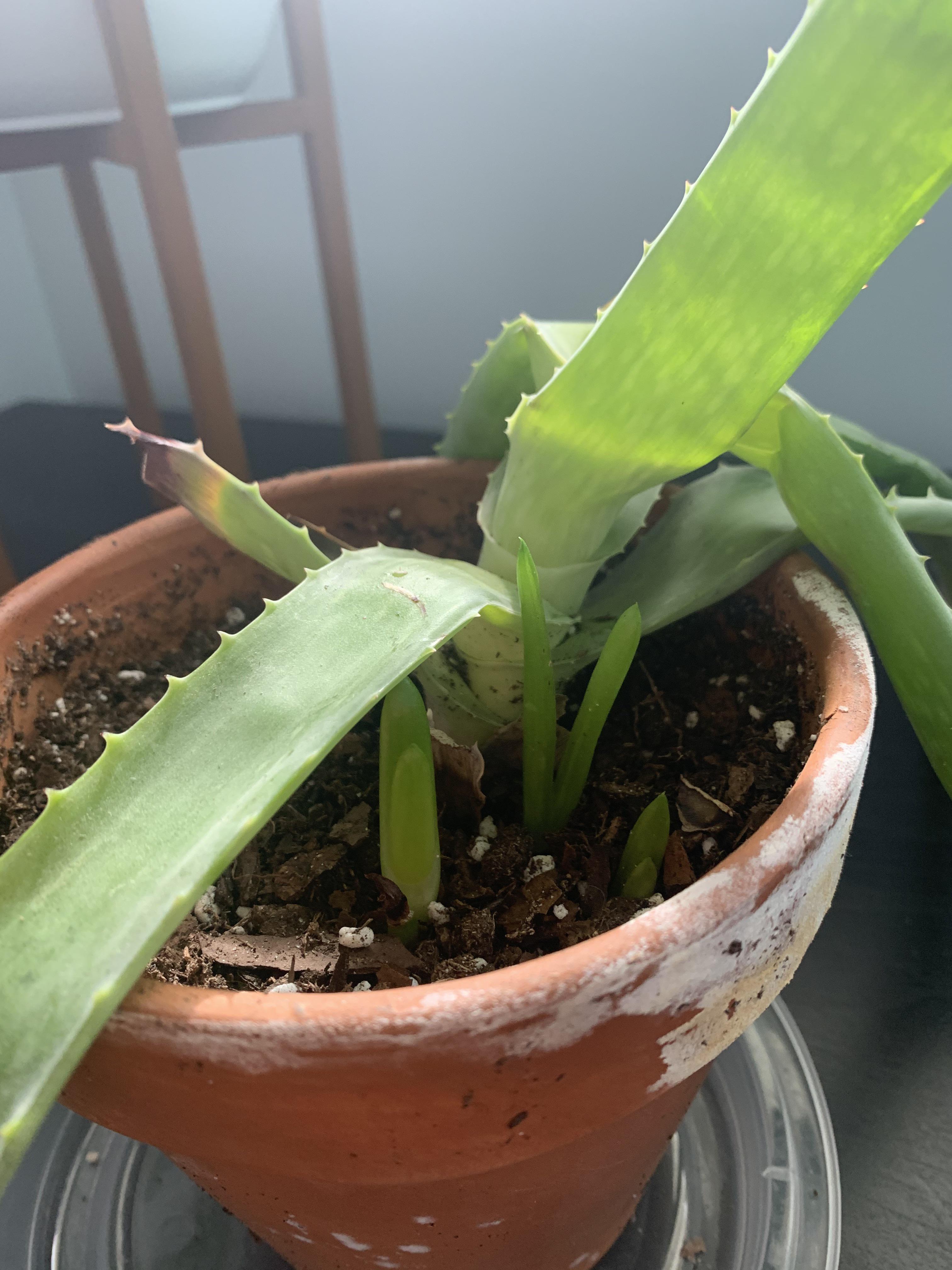 I’ve been trying to bring this aloe back to life, but instead it grew