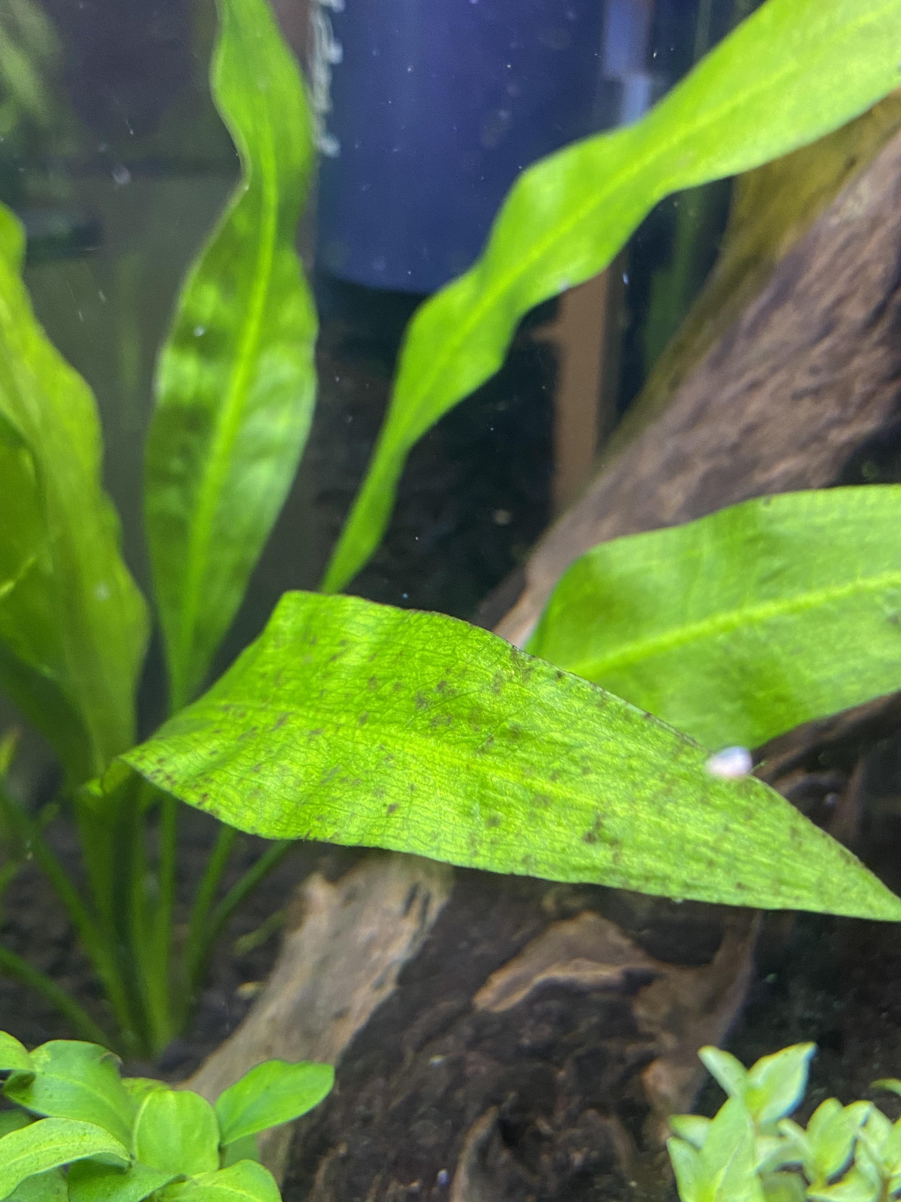 What are these black spots on my amazon sword? r/PlantedTank