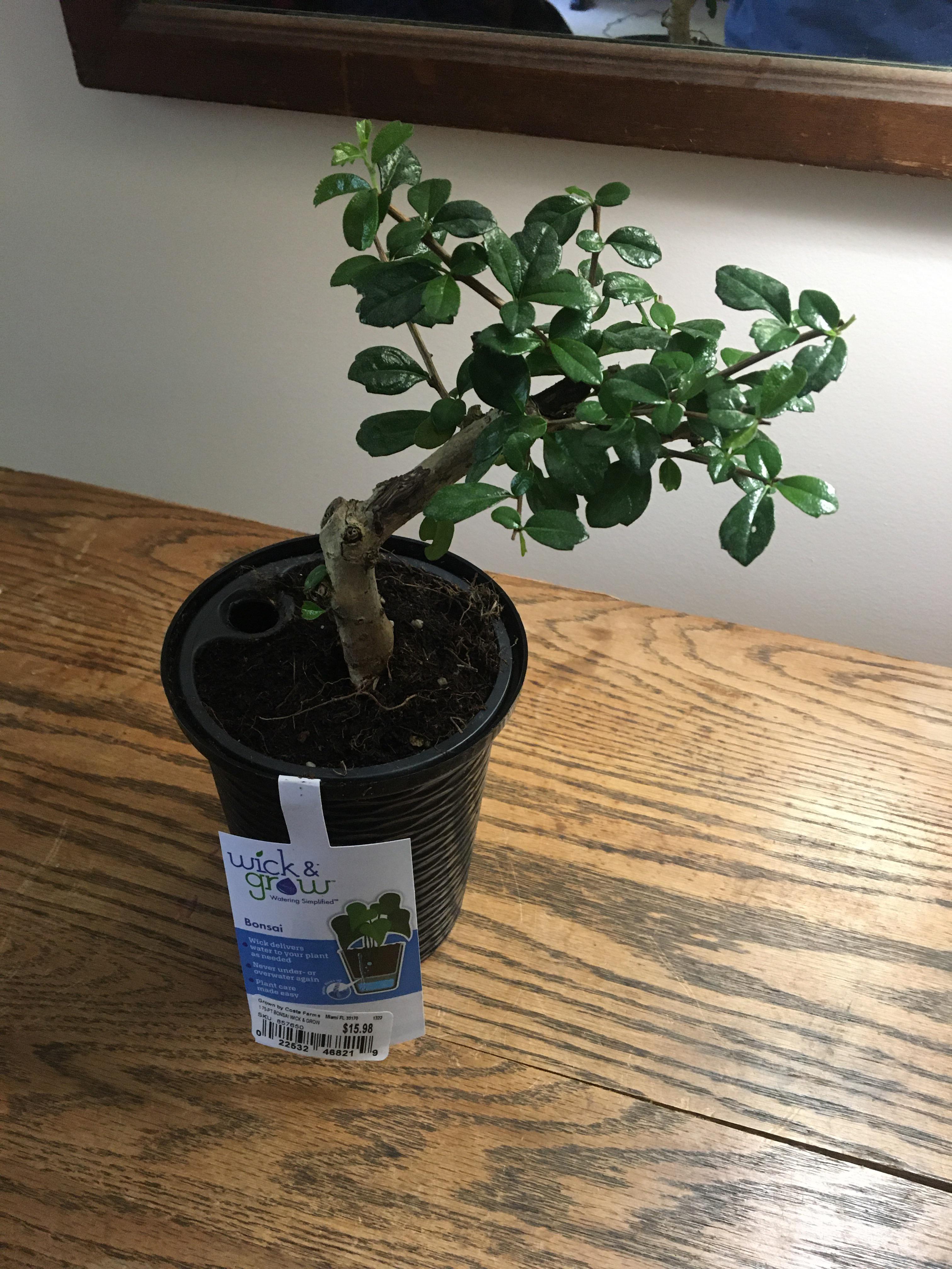 I just got my first Bonsai a Fukien tea from lowes and was wondering do