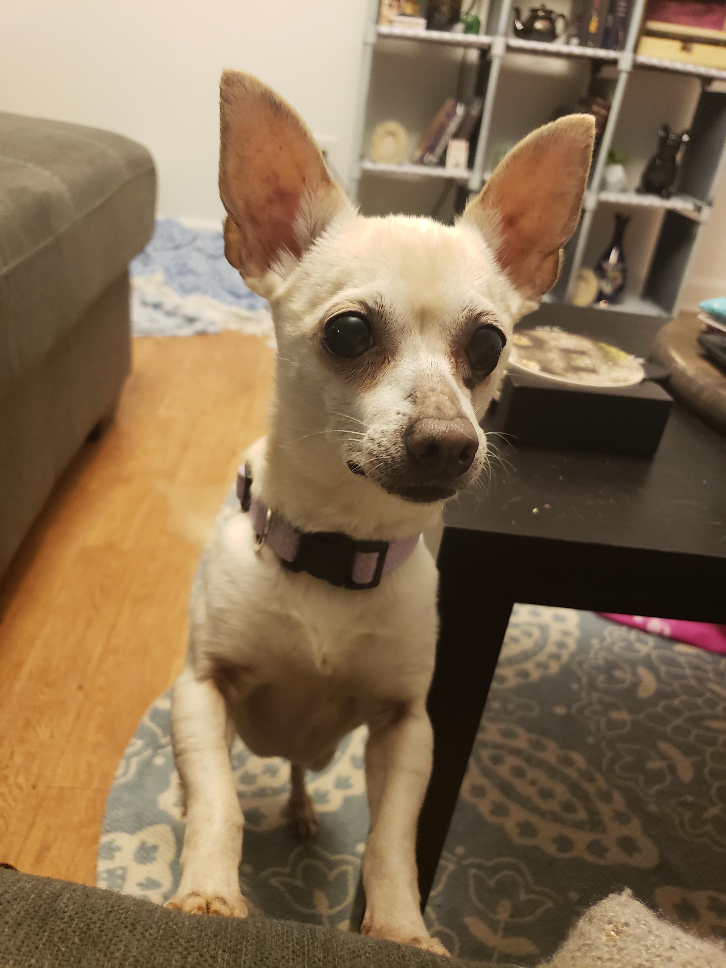 Peeps thinks he can have lunch with me! chihuahua