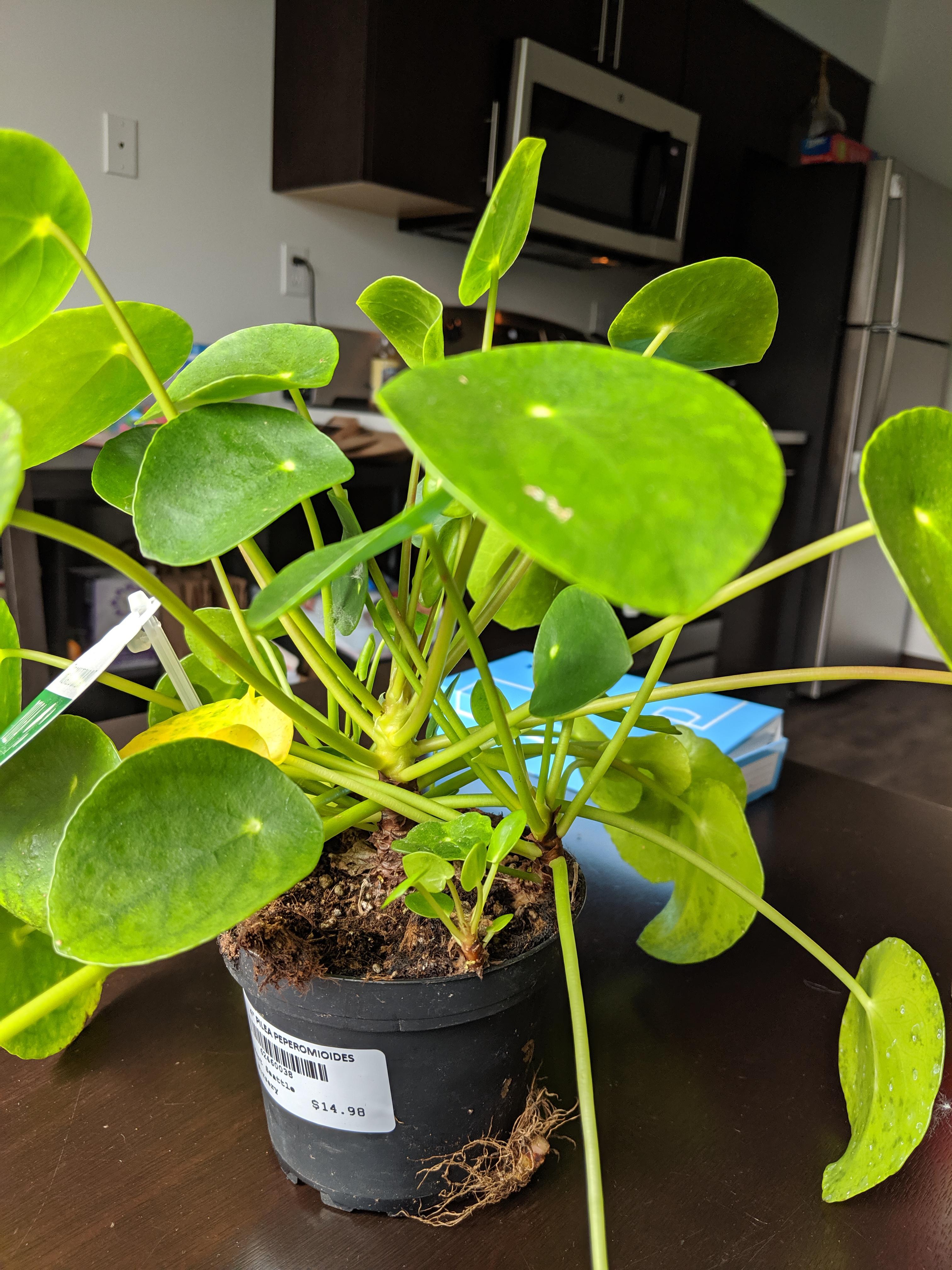 Just purchased this Pilea, pot looks overcrowded and roots are coming