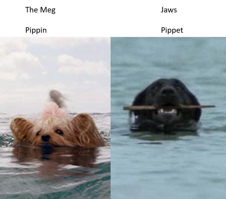 Does The Yorkie Die In The Meg? Golden Bailey Dogs