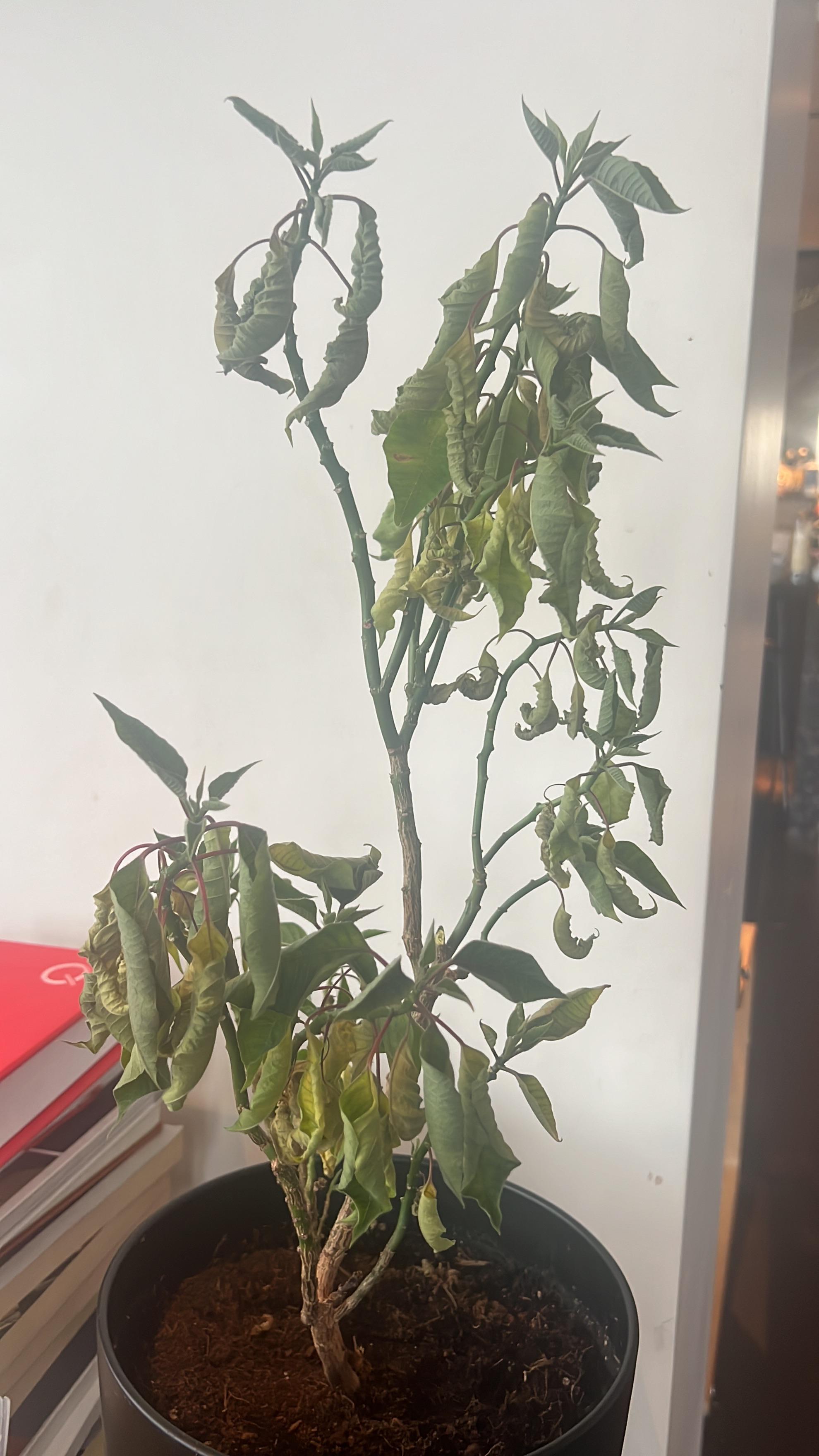 Poinsettia leaves curling up r/plantclinic