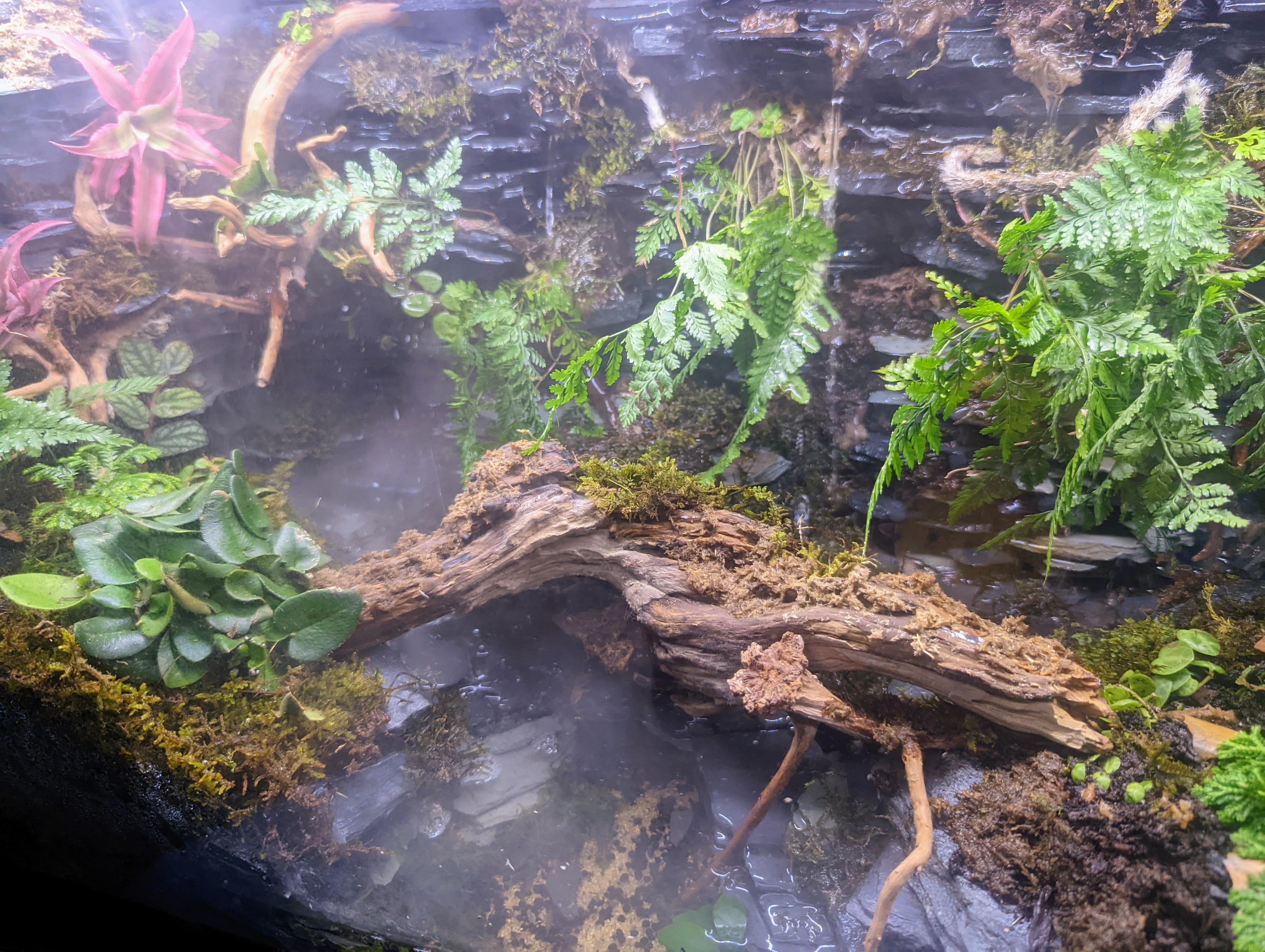 My slatewall waterfall paludarium/terrarium! r/paludarium