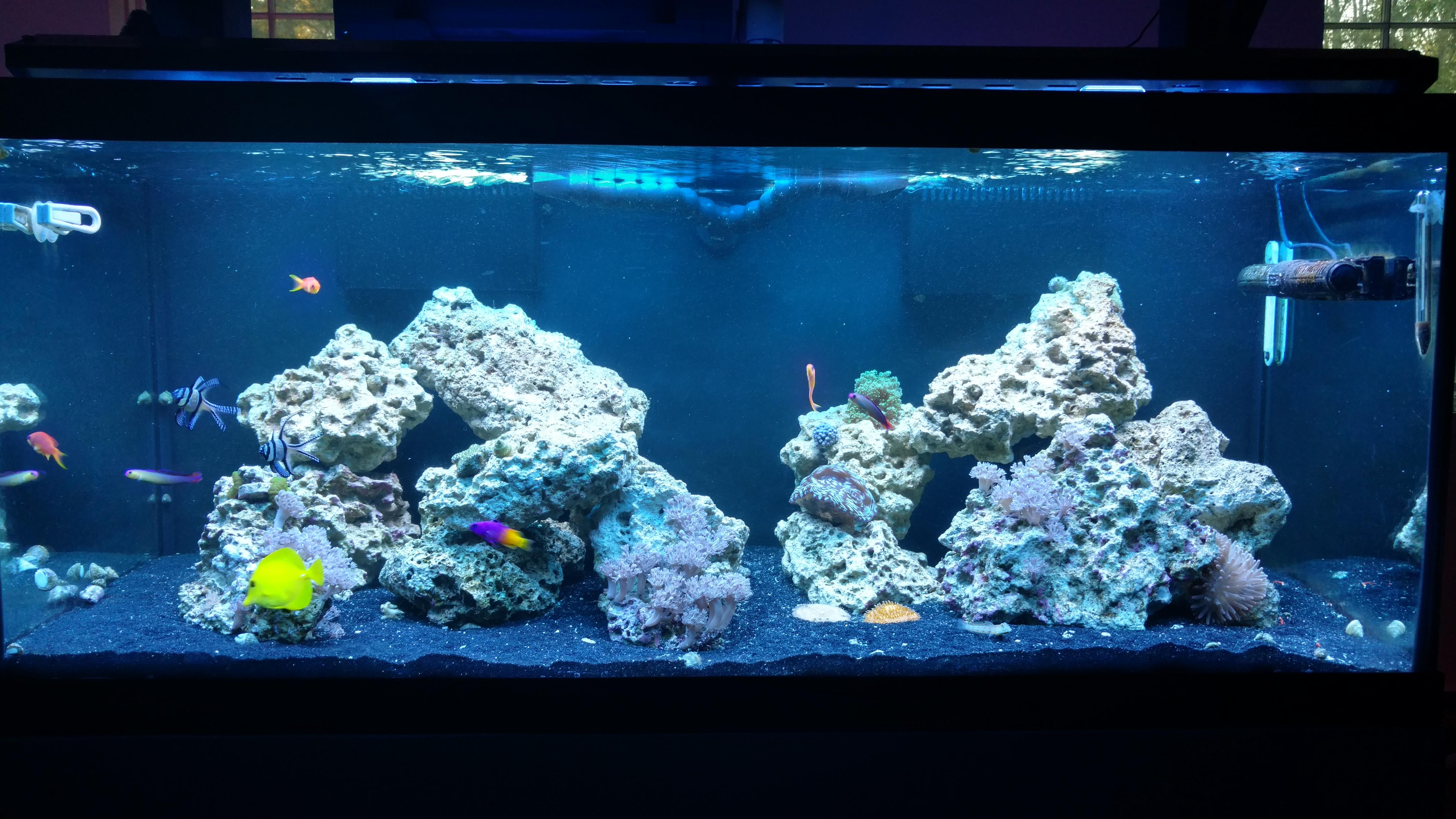 [FTS] 75 Gallon Reef Tank Update r/ReefTank
