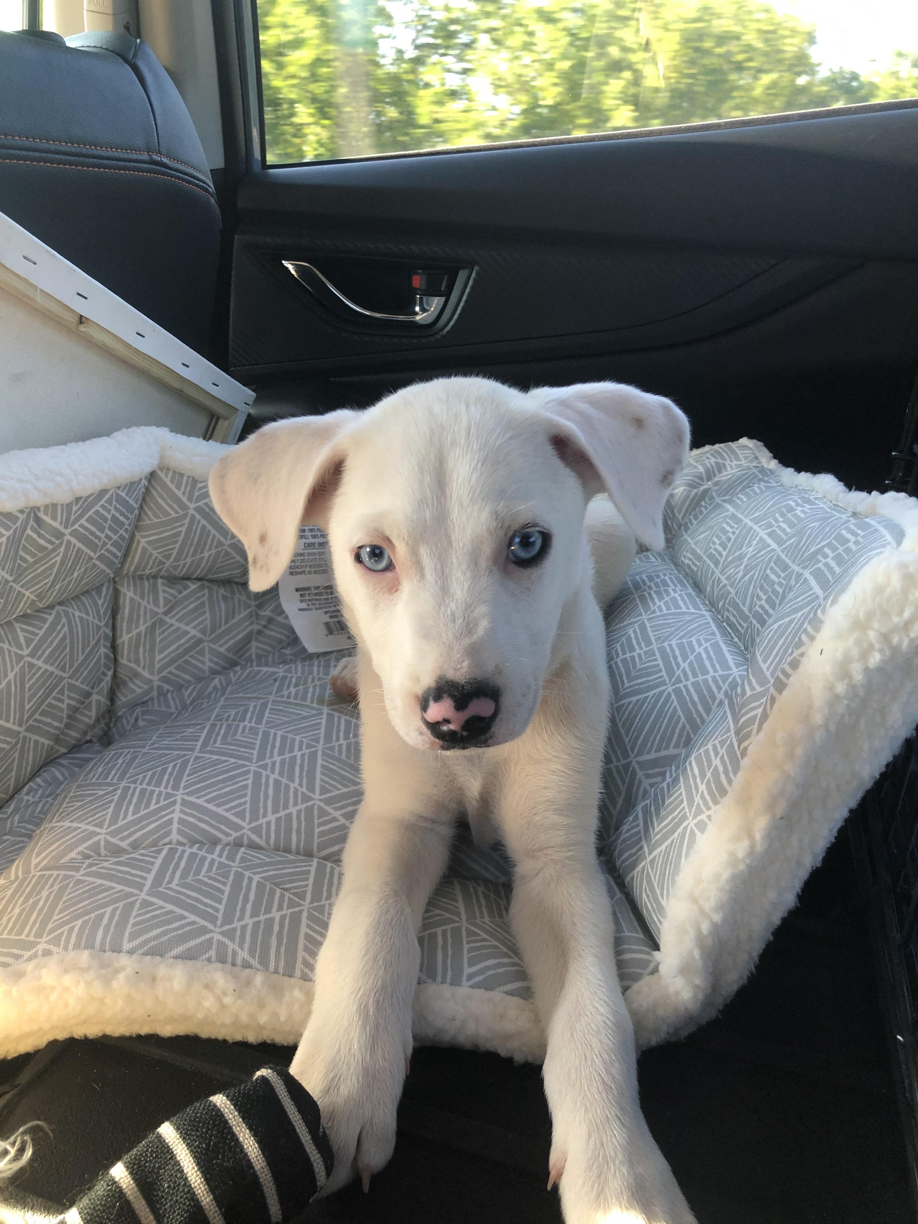 Drove six hours to rescue this pitsky pup today totally worth it