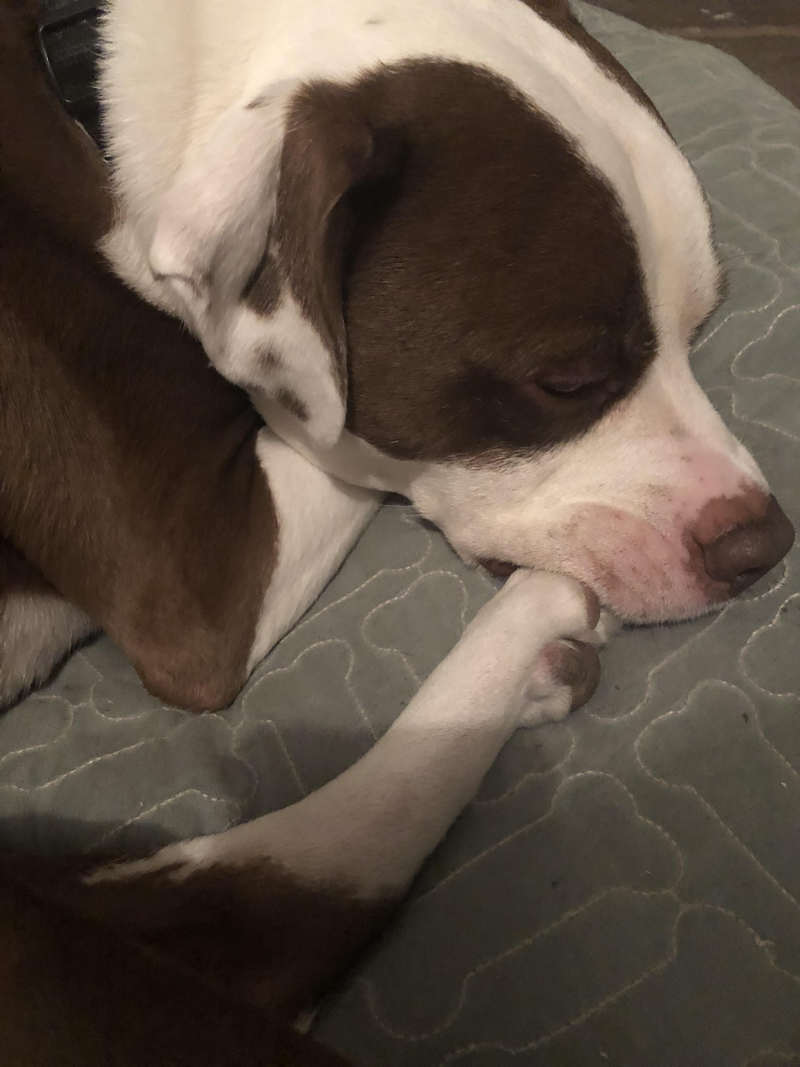 I think my dog may have foot in mouth disease r/pitbulls