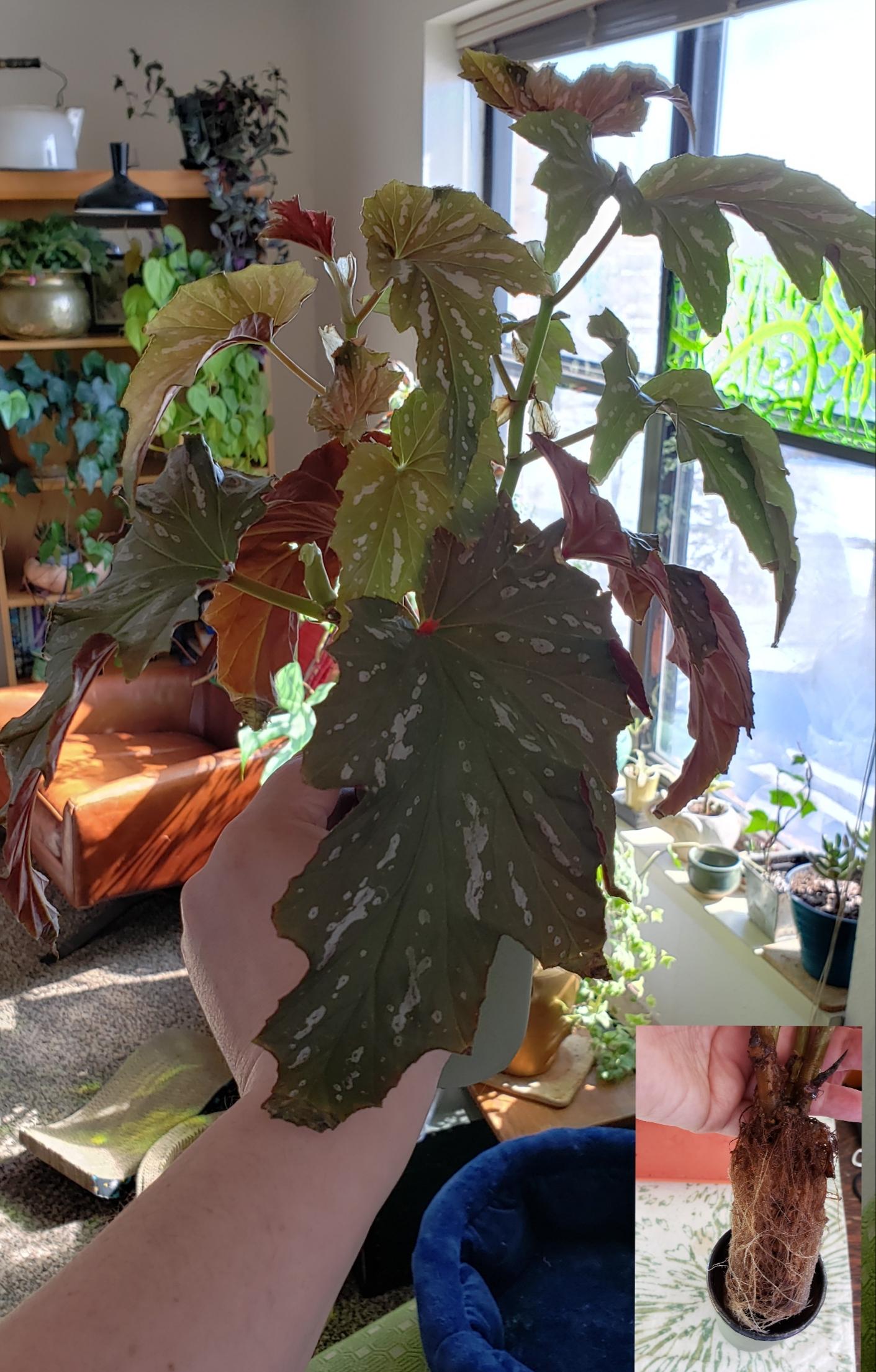 Angel wing begonia after 6 months in water