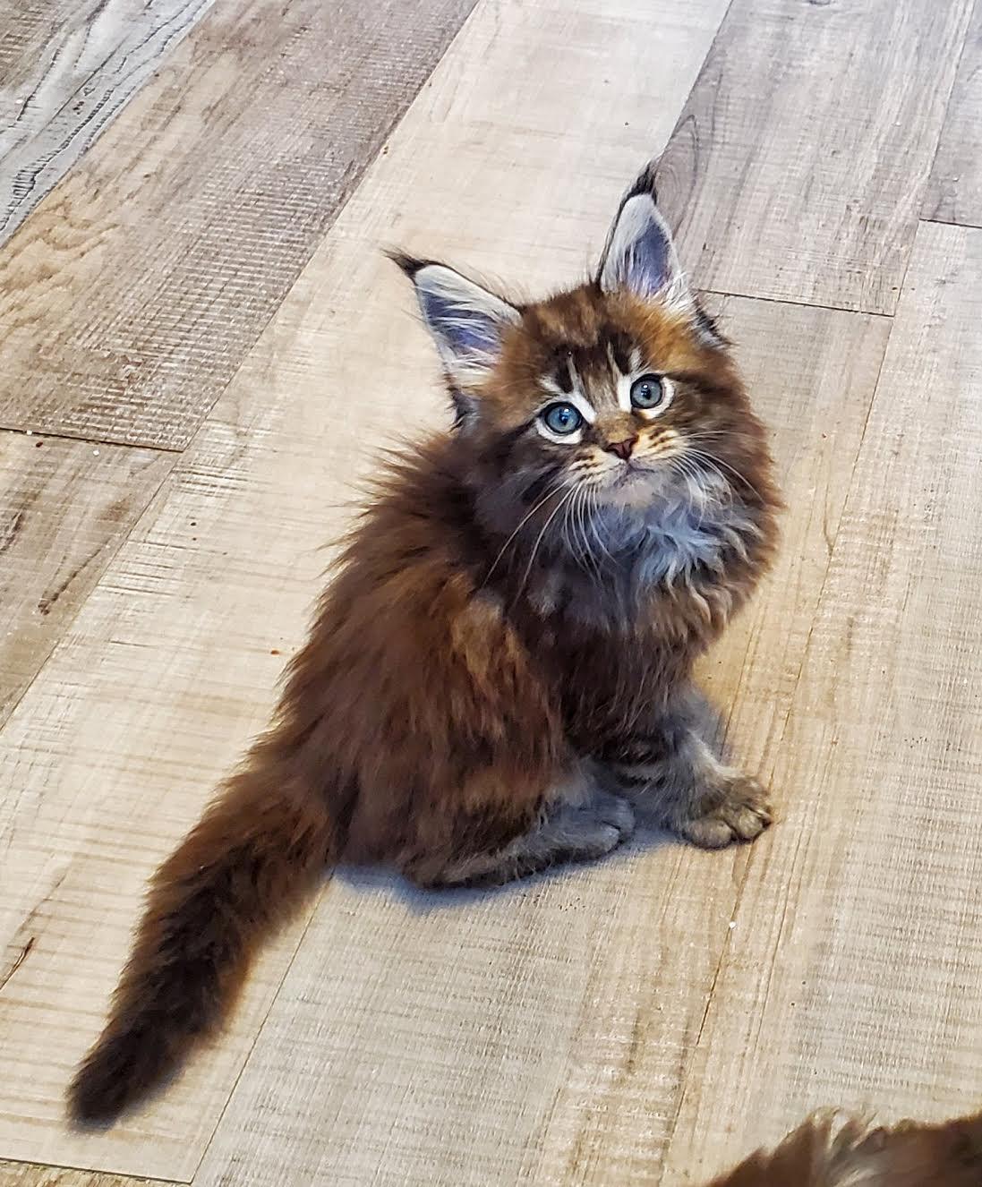 My sister's new Maine Coon kitten is absolutely freaking adorable. r/aww