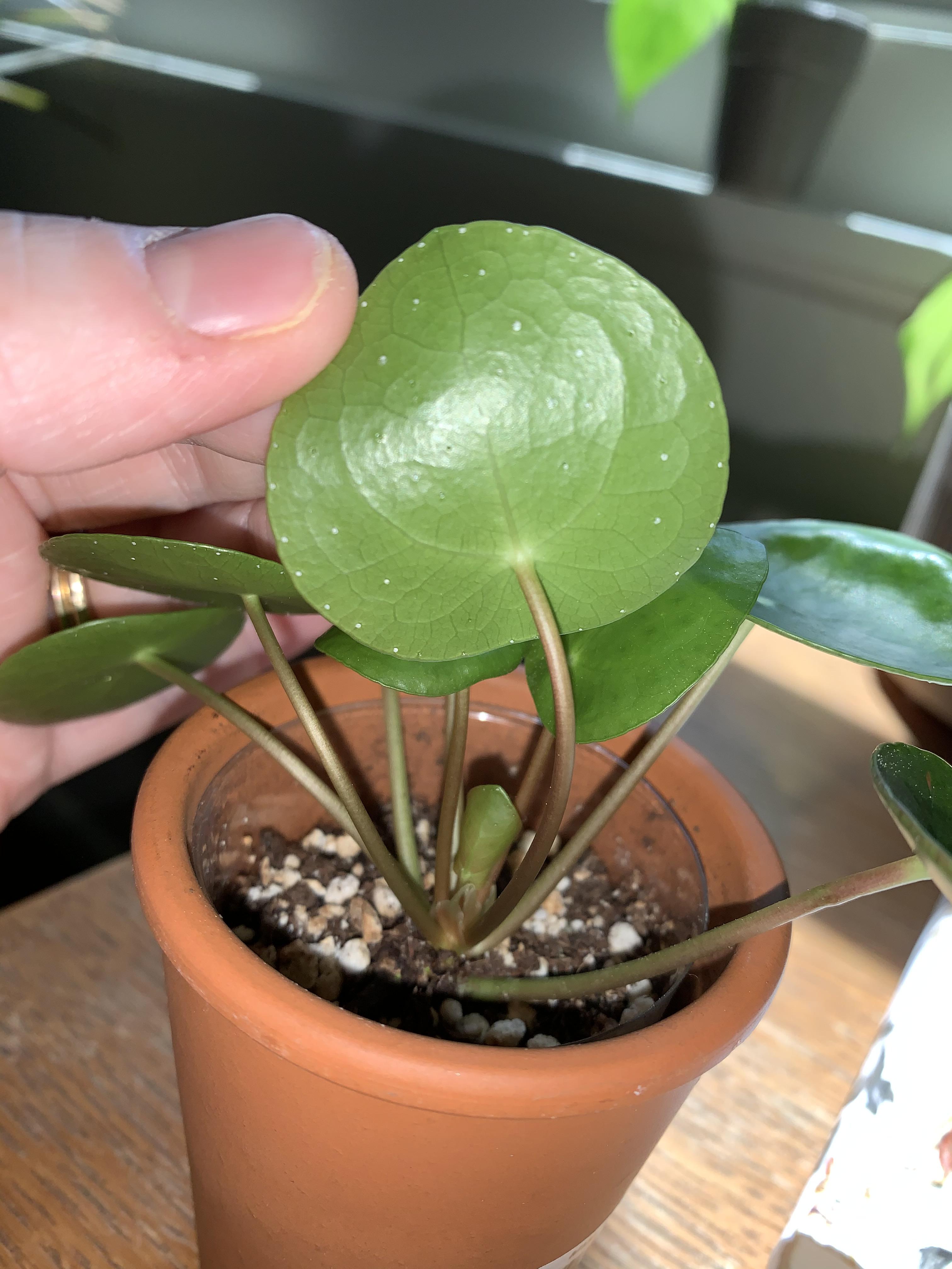 What are these white spots on my pilea peperomiodes? I can remove them easily but worried that